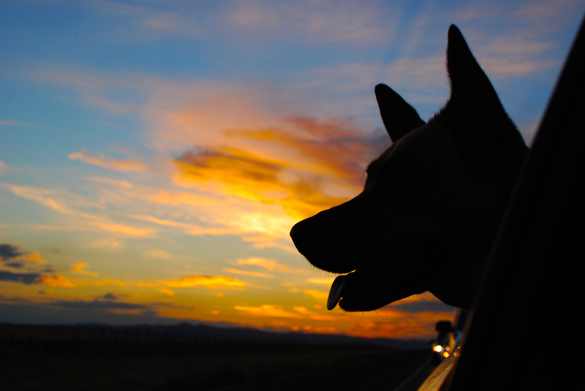 Driving with Dog