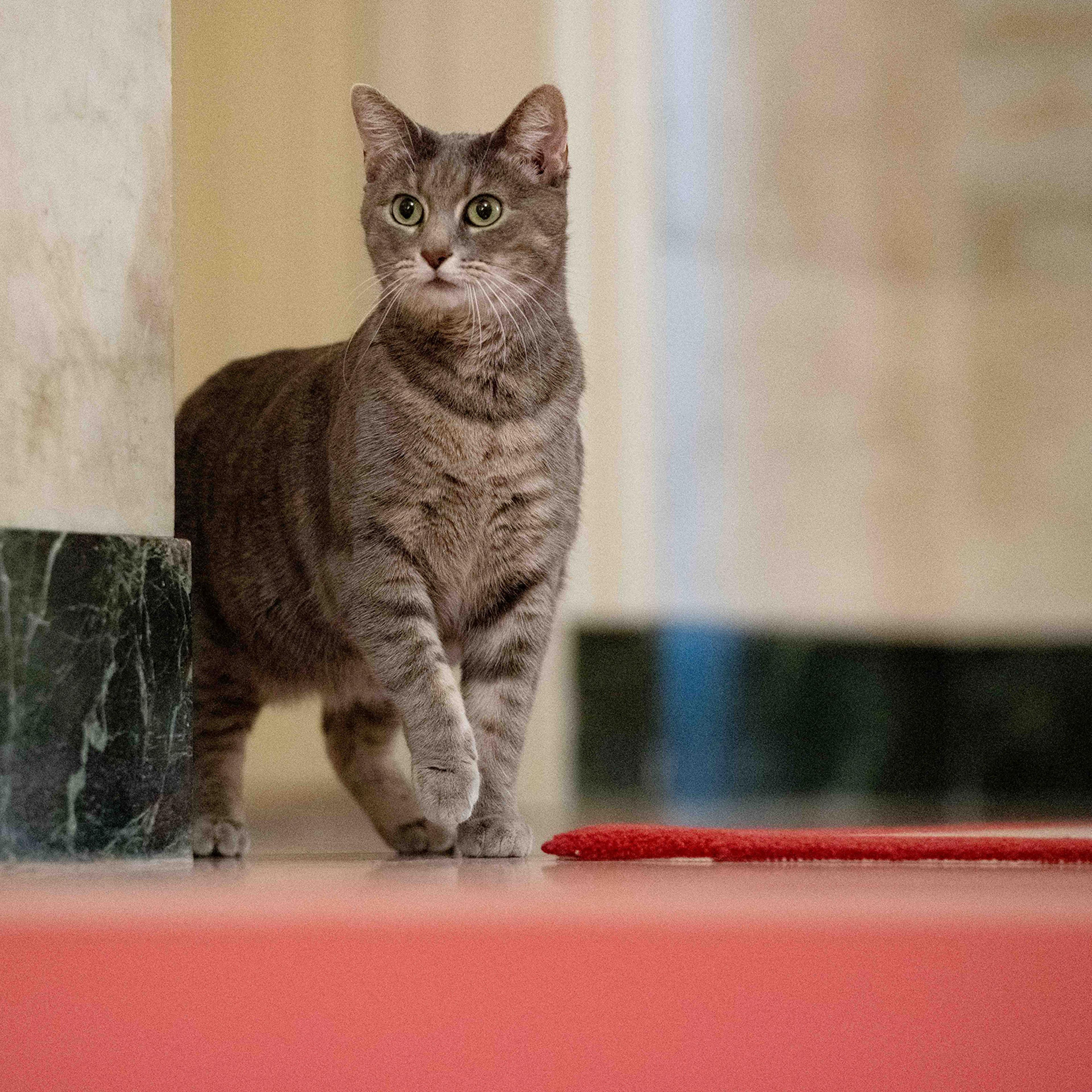 Biden family’s new pet cat Willow is seen at the White House in Washington