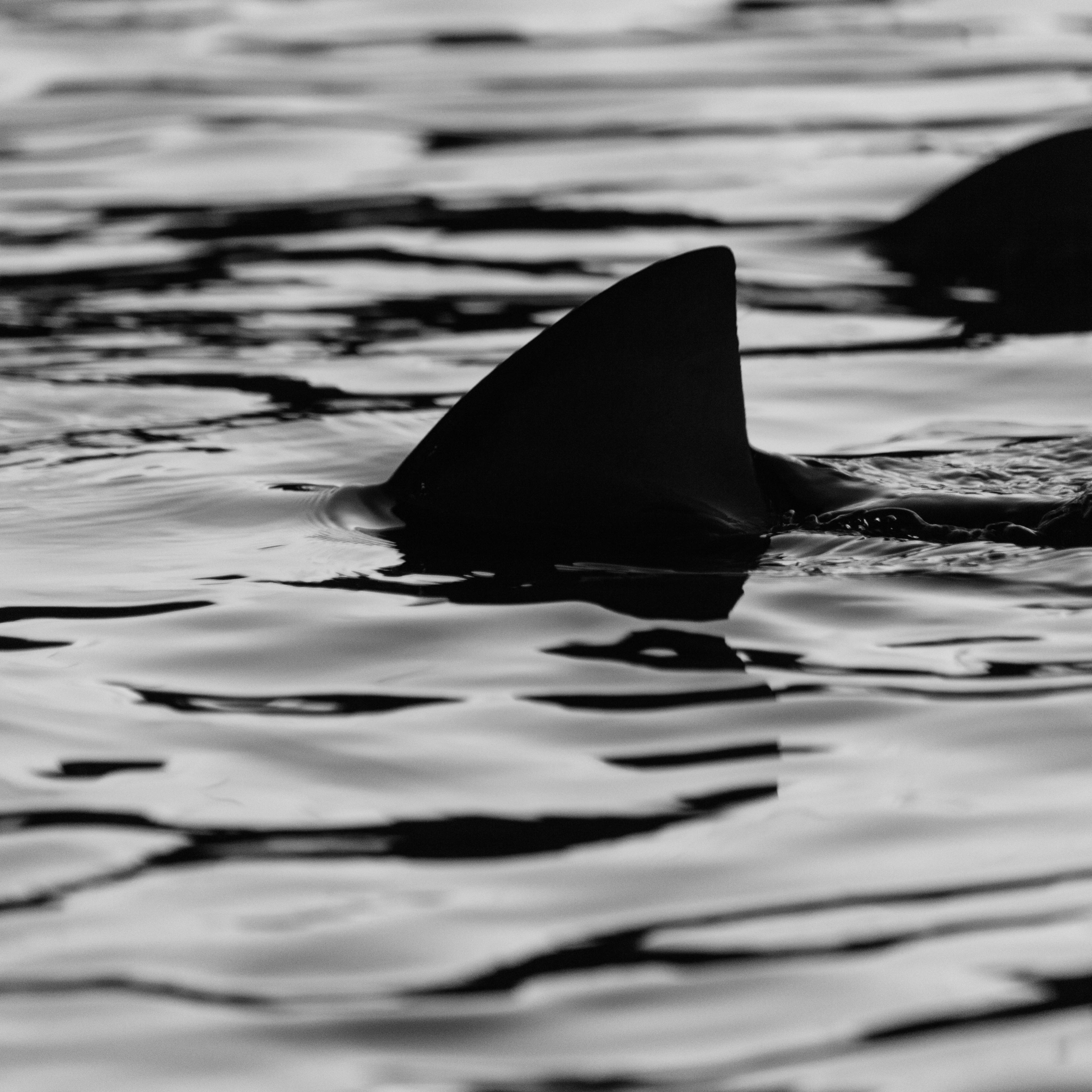 Silhouette Sharks Swimming In Sea