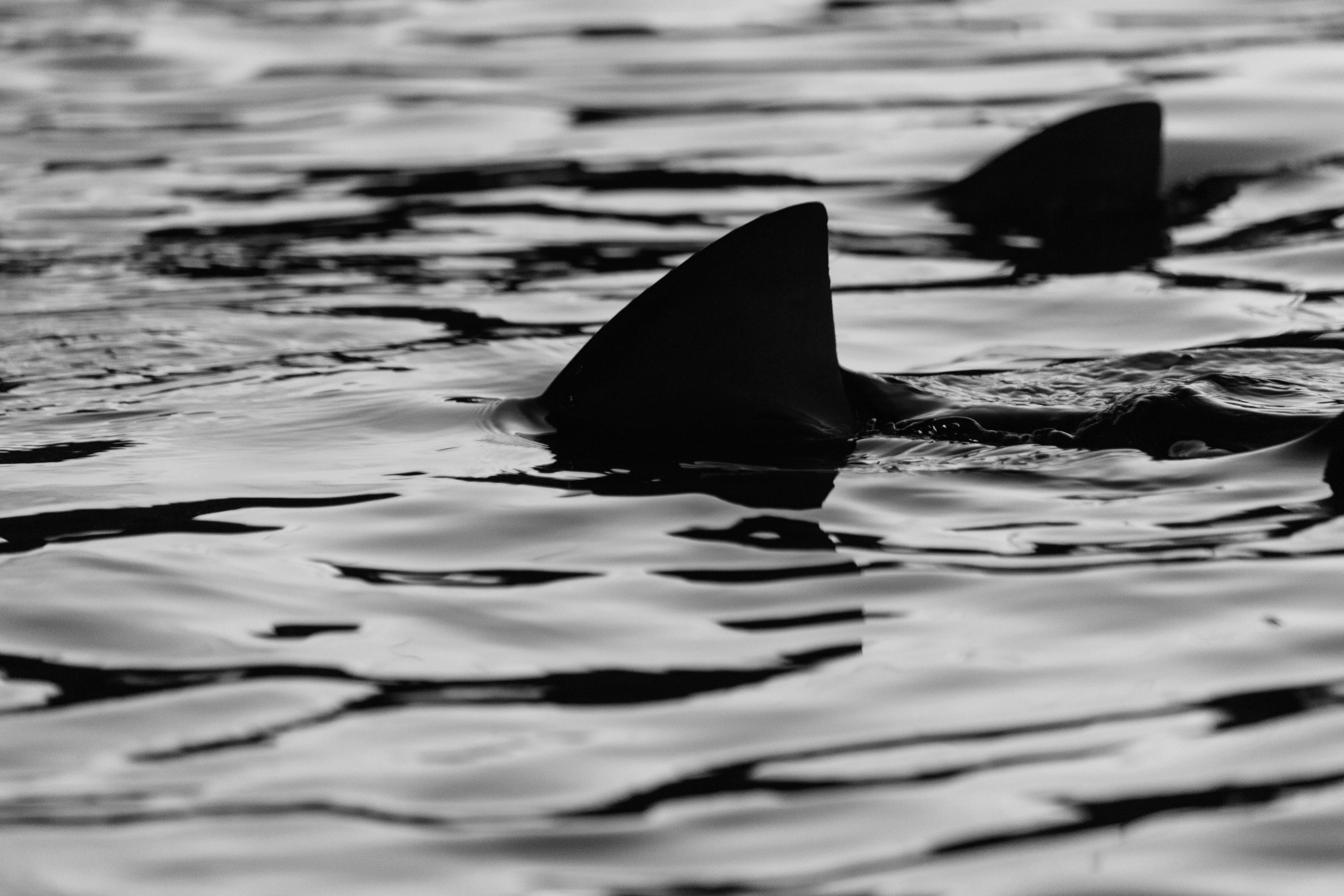 Silhouette Sharks Swimming In Sea