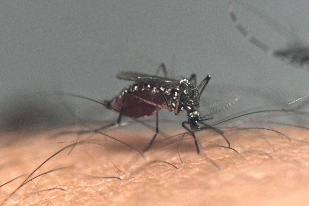 ARGENTINA-HEALTH-VIRUS-DENGUE-AEDES AEGYPTI