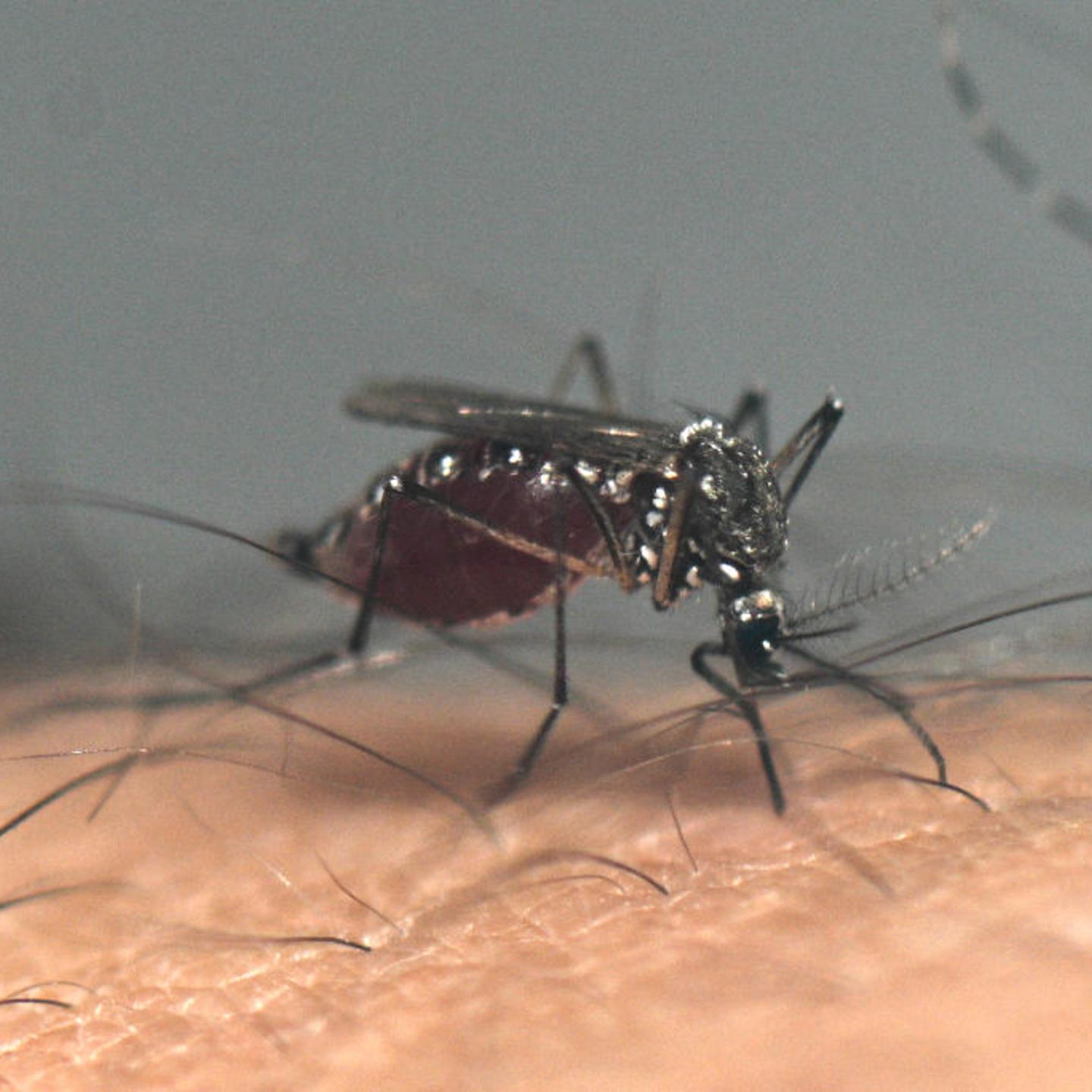 ARGENTINA-HEALTH-VIRUS-DENGUE-AEDES AEGYPTI