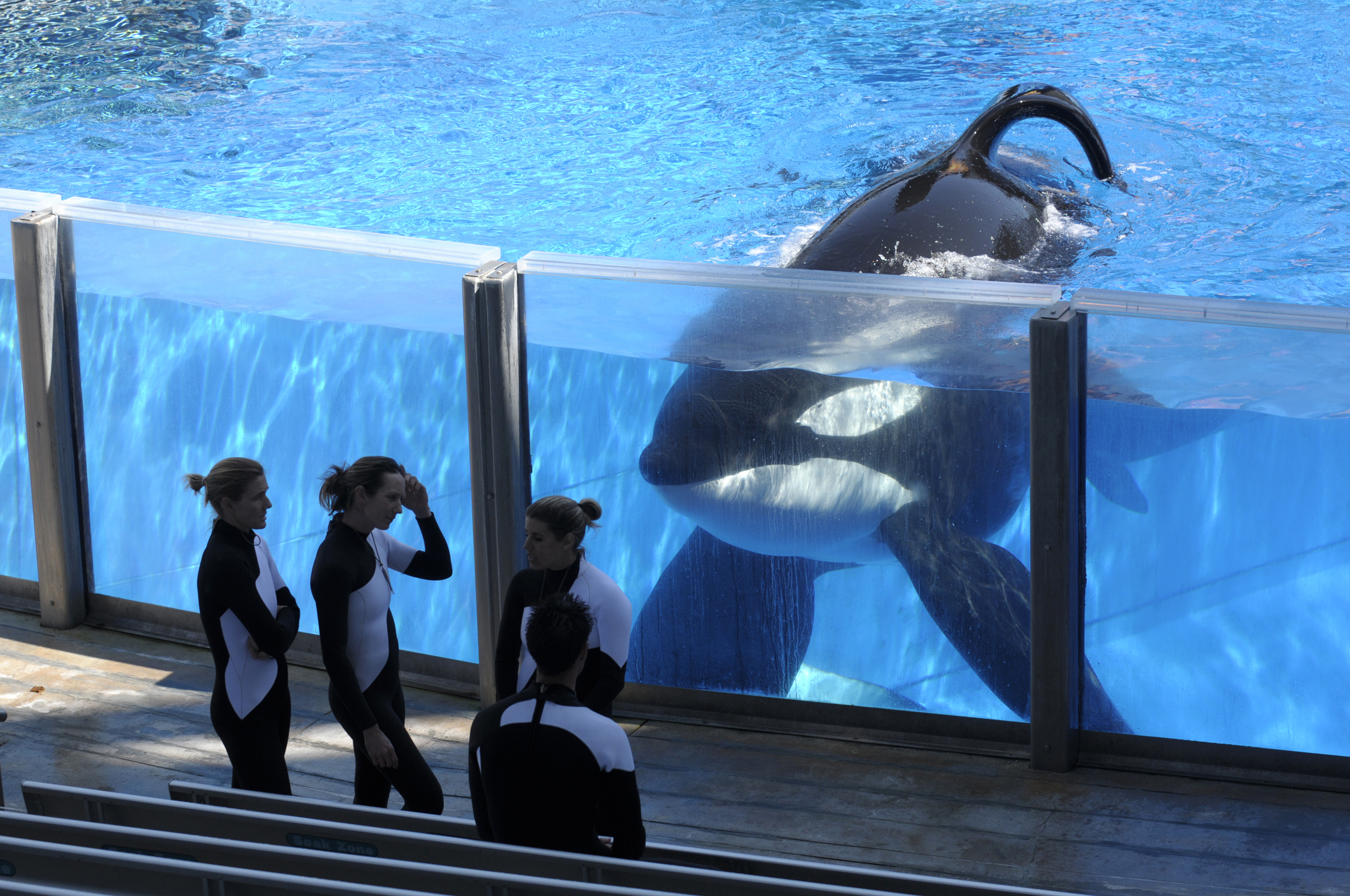 Tilikum