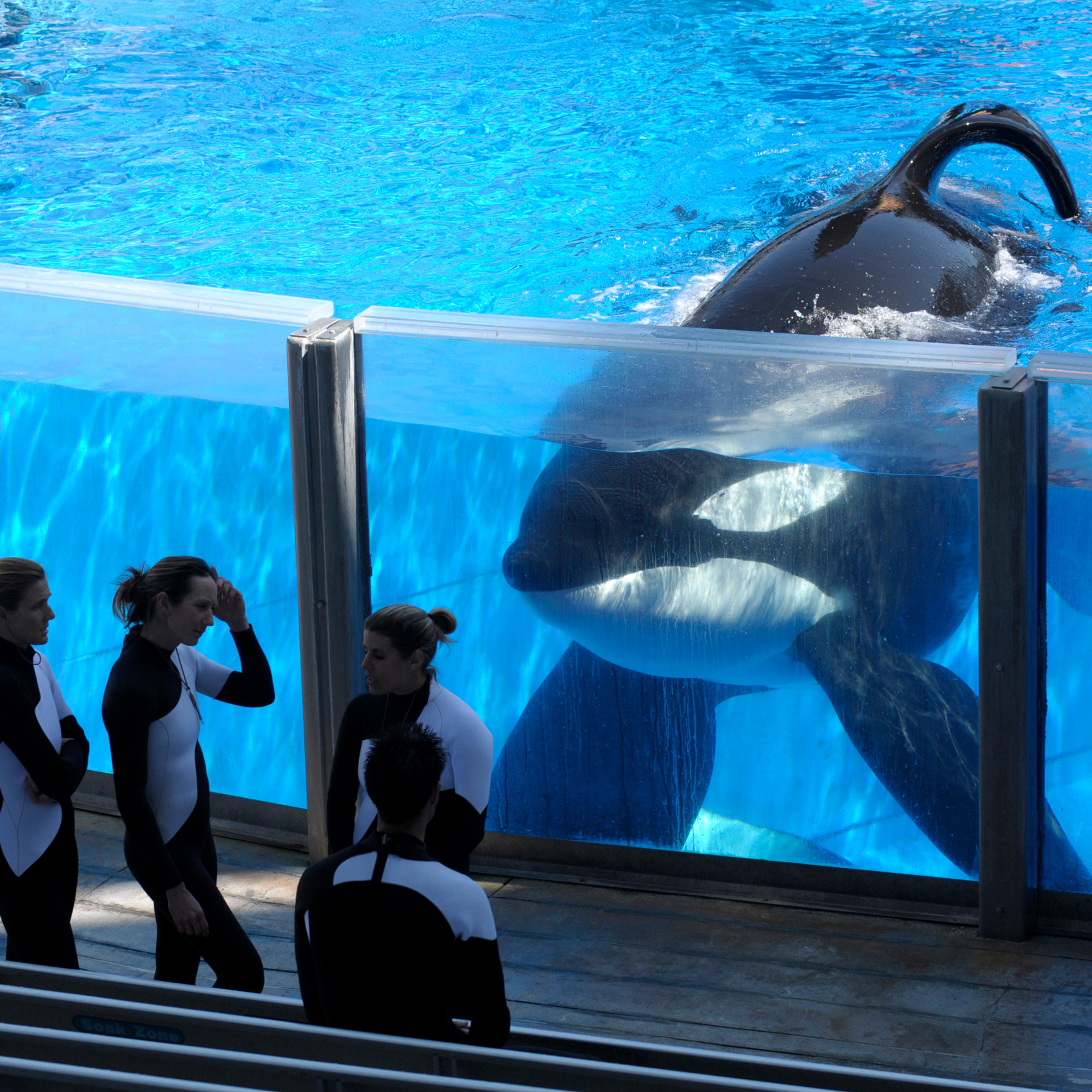 Tilikum