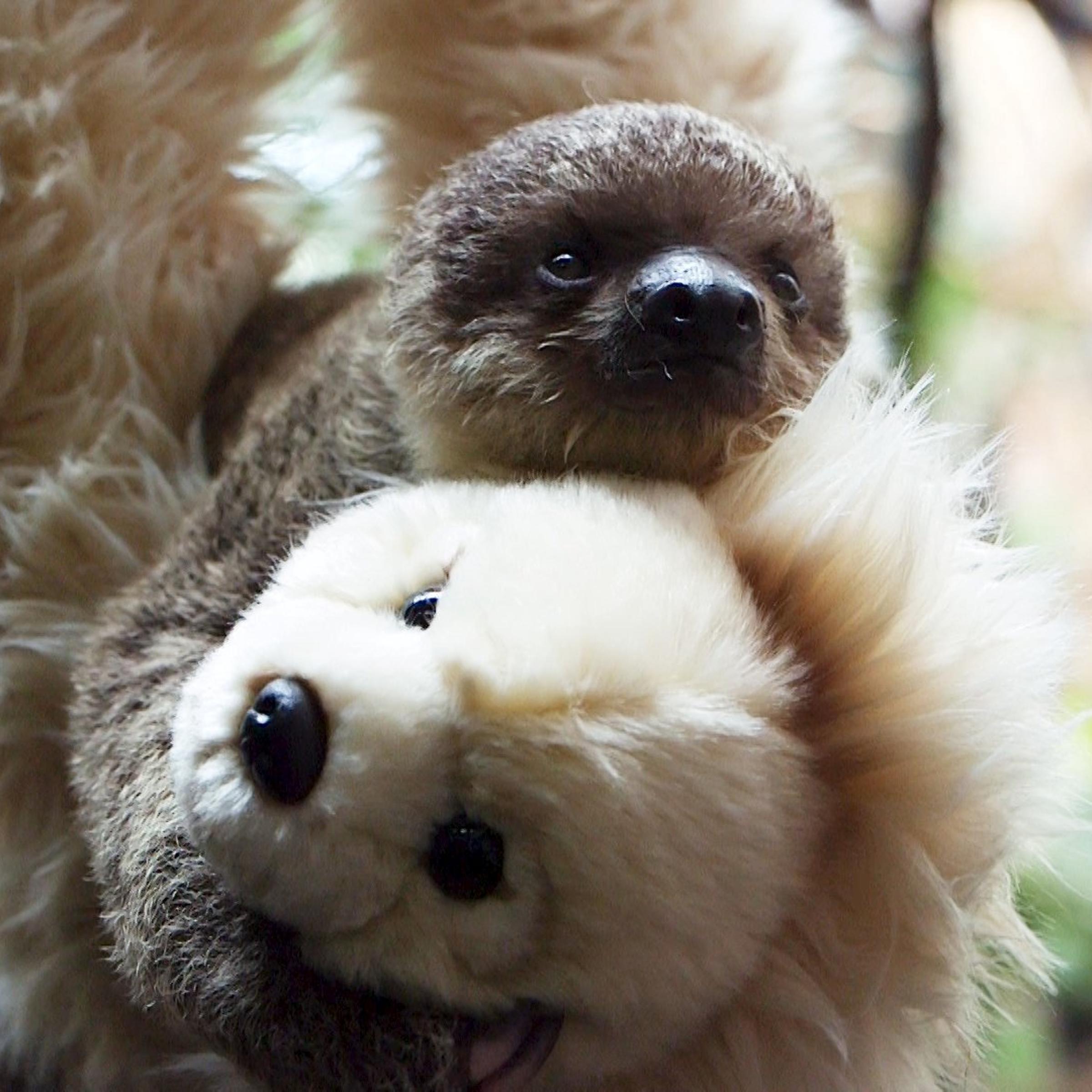 Two-toed baby sloth Edward Scissorhands is seen in this photograph released by London Zoo