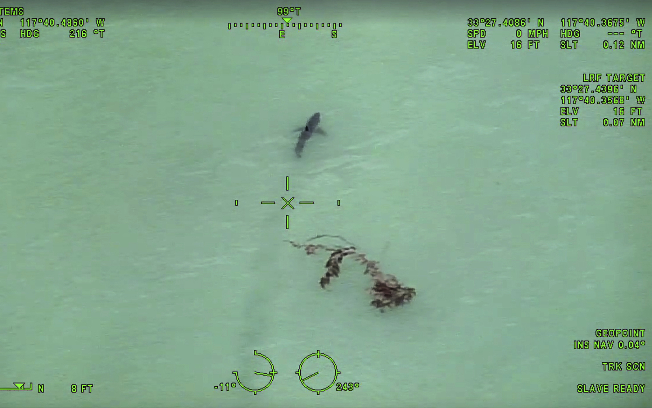 california great white sharks paddle boarding warning police helicopter