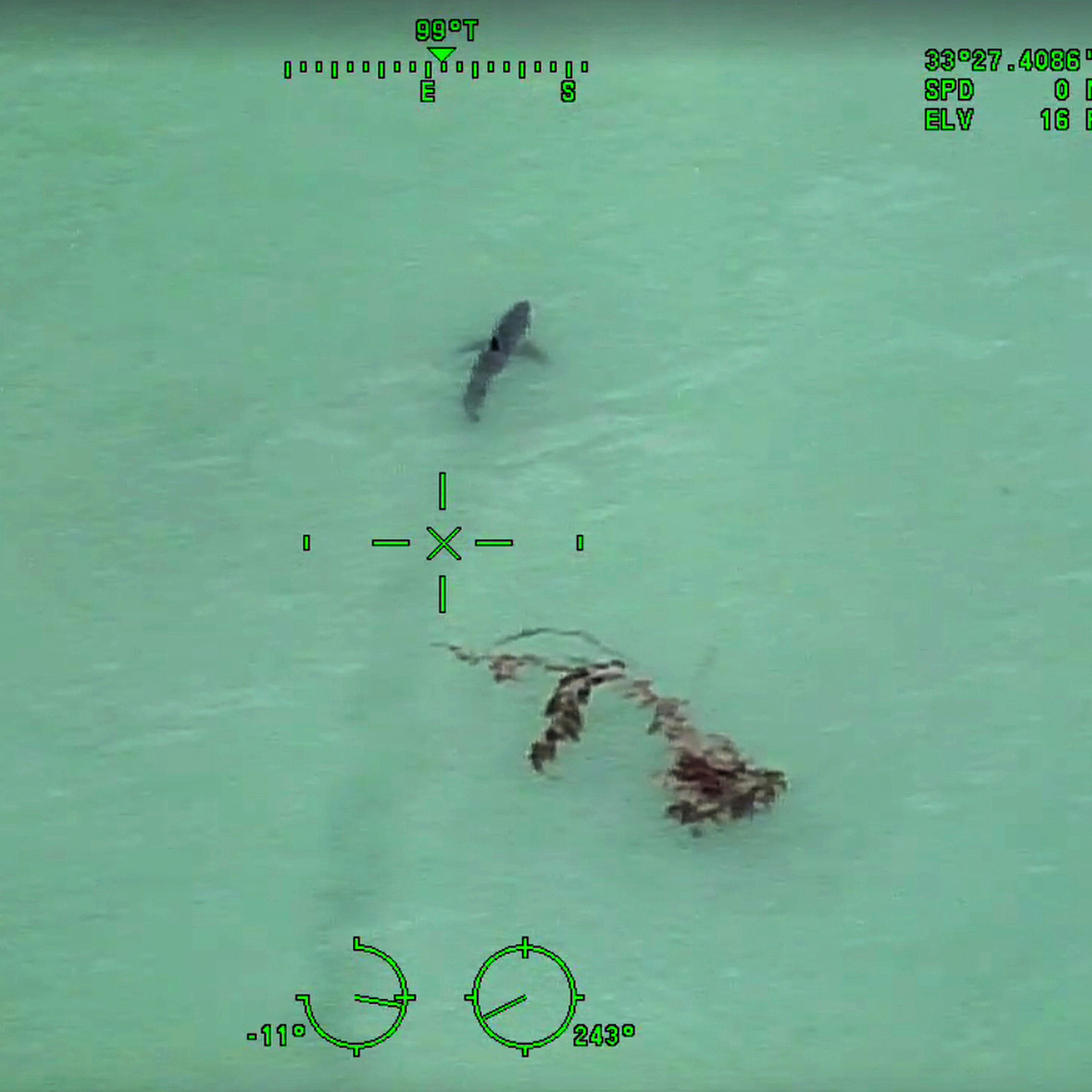california great white sharks paddle boarding warning police helicopter