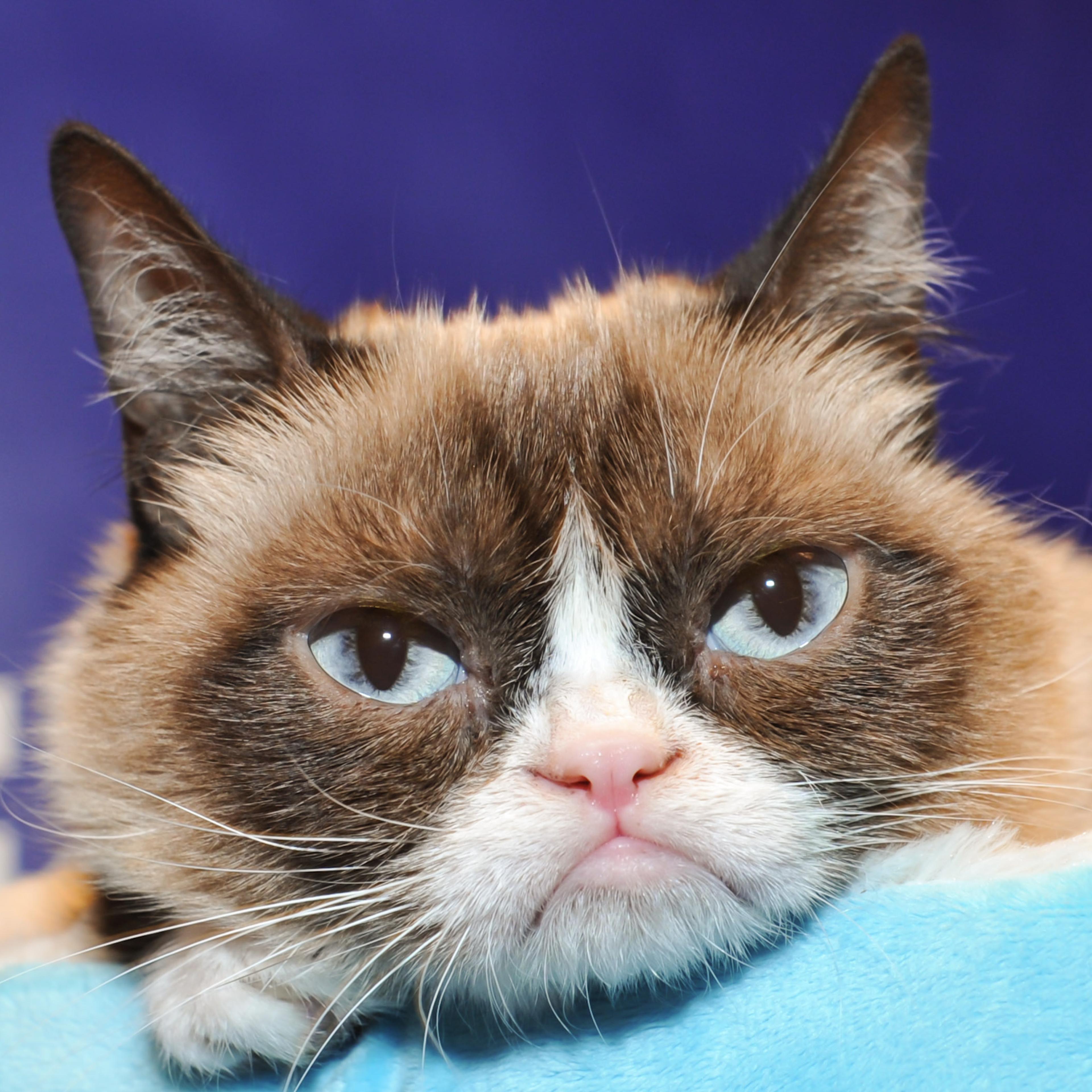 "Grumpy Guide To Life: Observations From Grumpy Cat" Book Event At Indigo