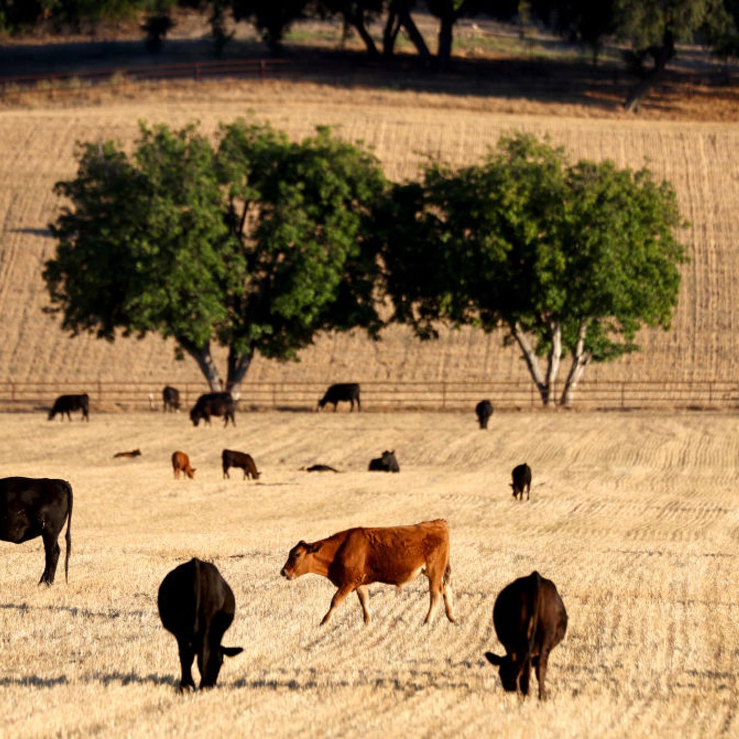 California In Third Consecutive Year Of Drought
