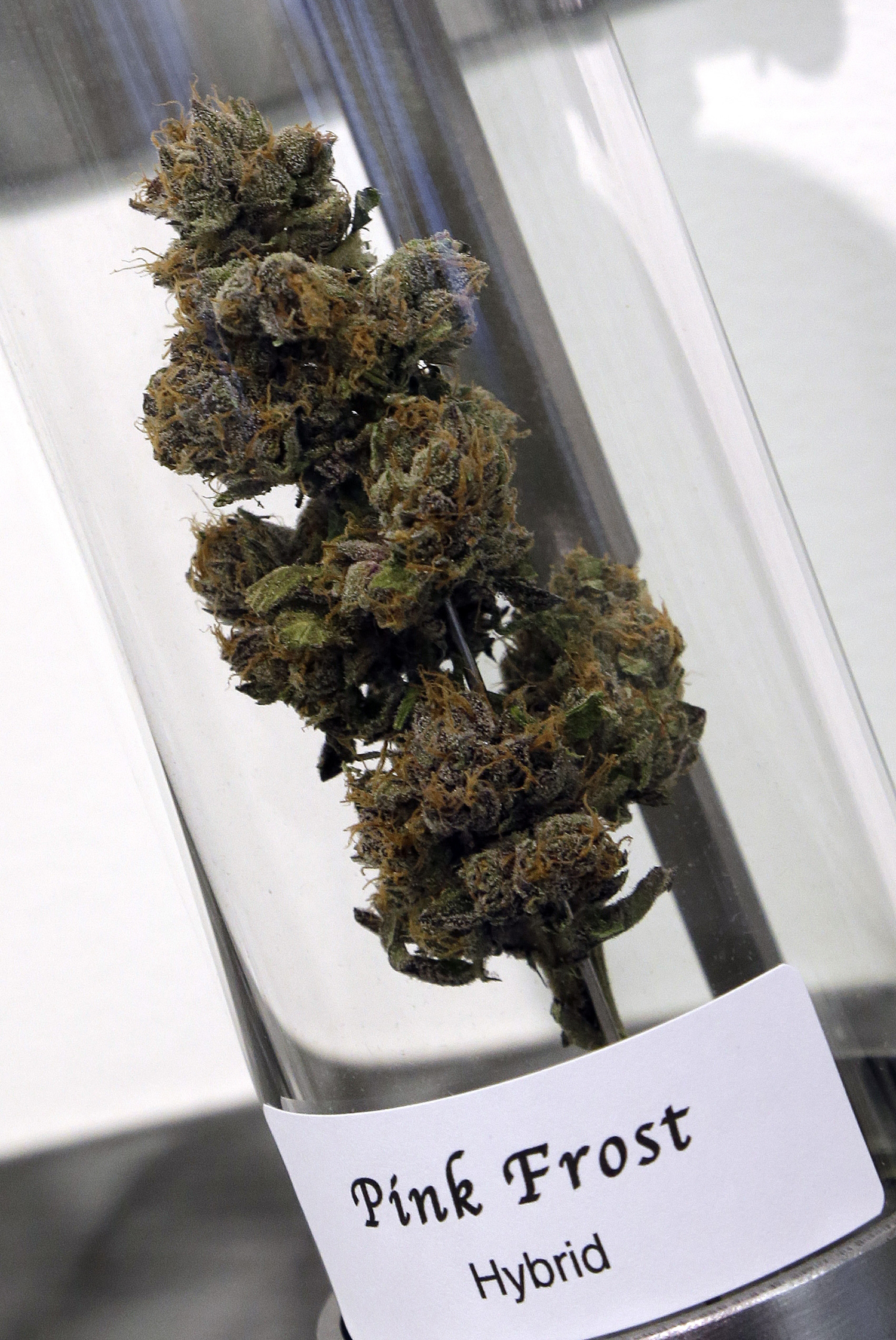Marijuana Tribes
