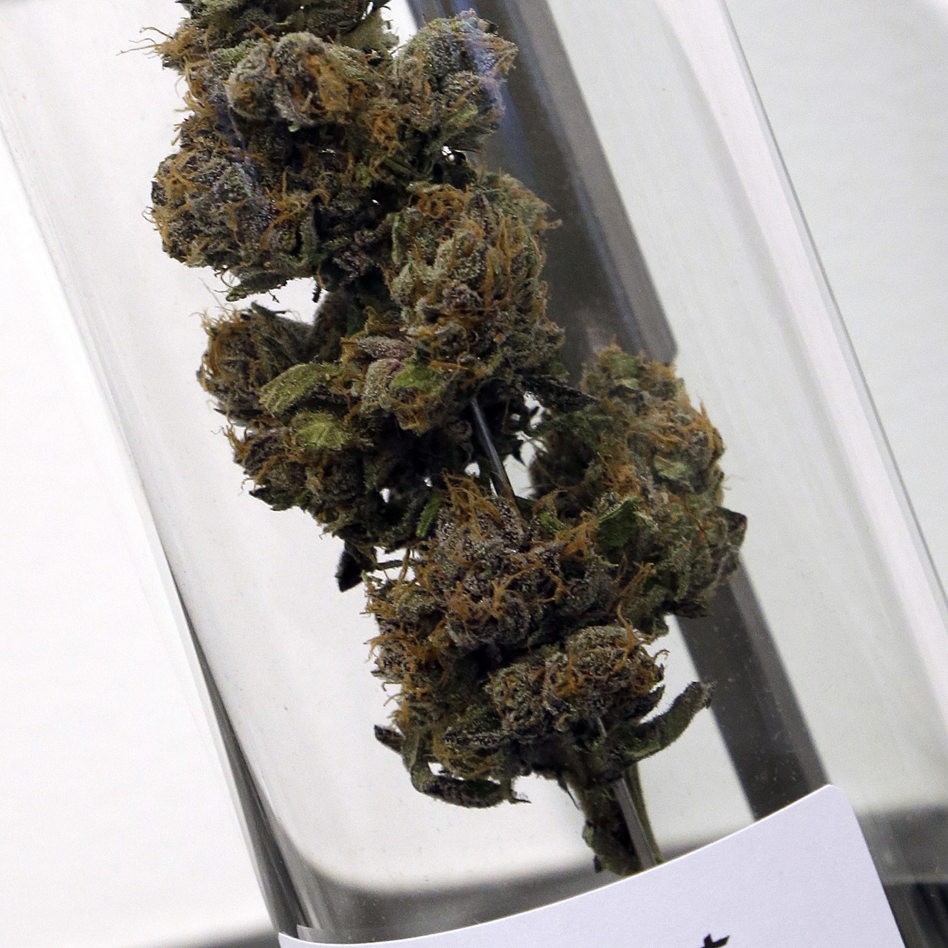 Marijuana Tribes