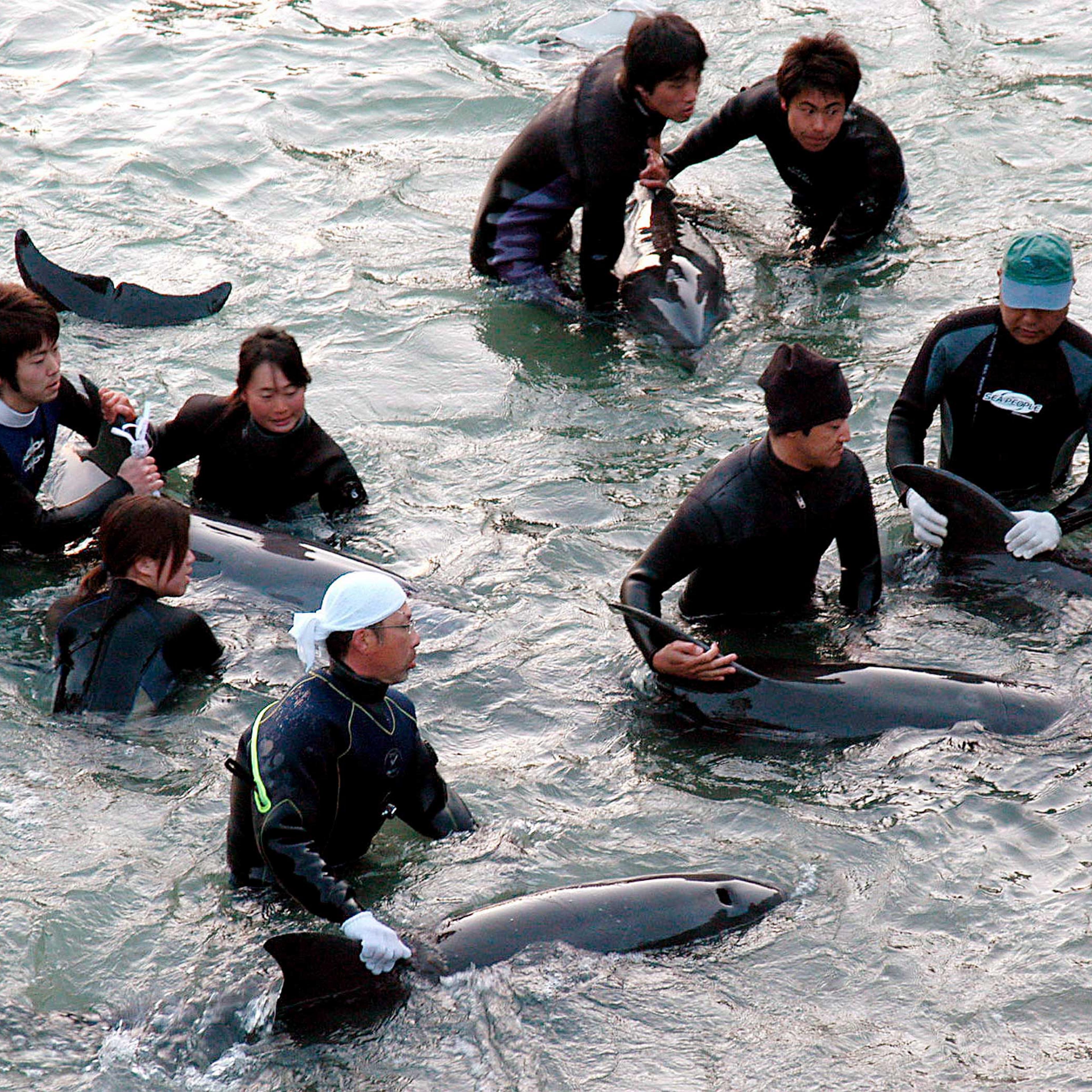 Fishermen trapping a group of dolphins in a holding cove following a large capture of dolphins in Taiji, Japan in 2007.