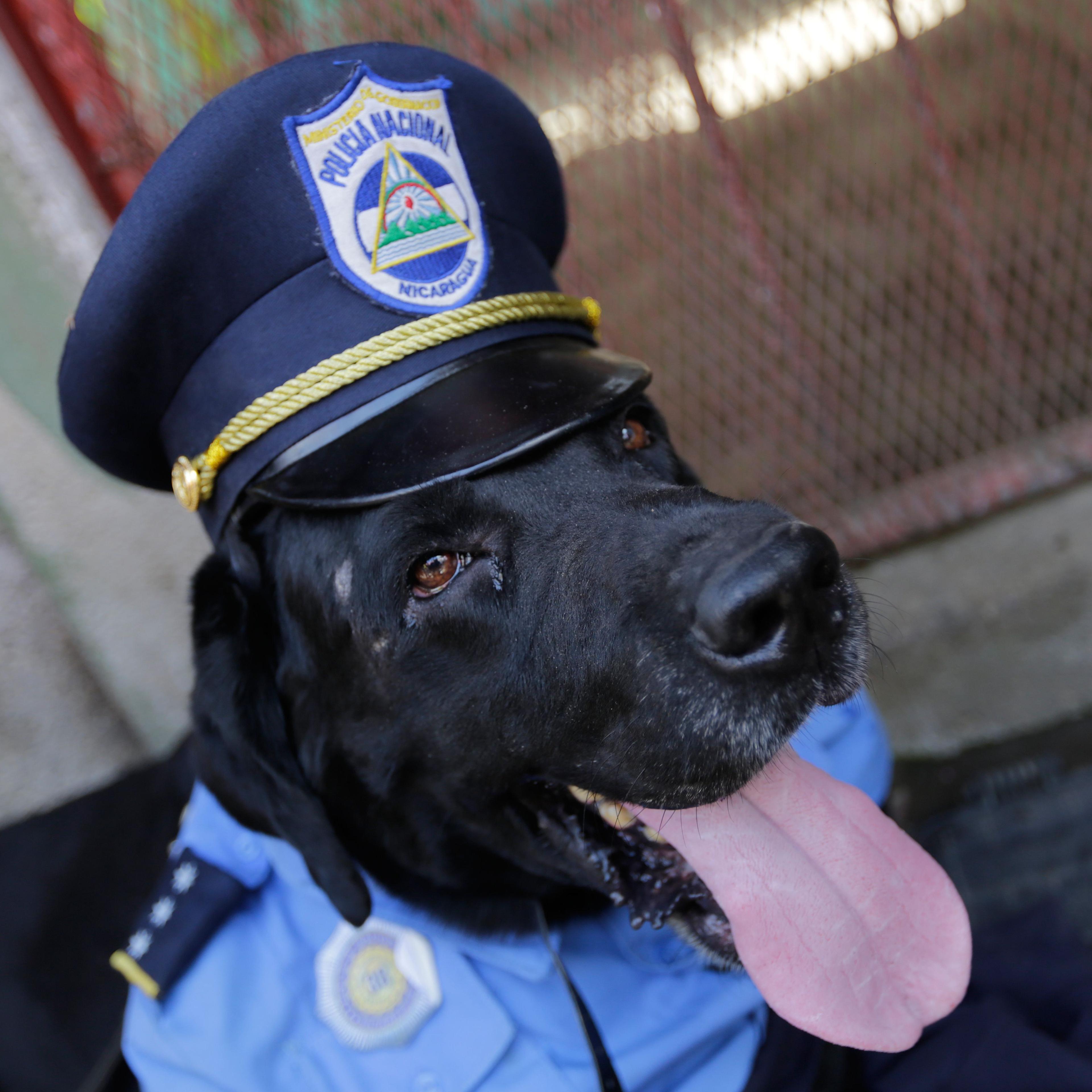 NICARAGUA-RELIGION-SAINT LAZARUS-DOGS