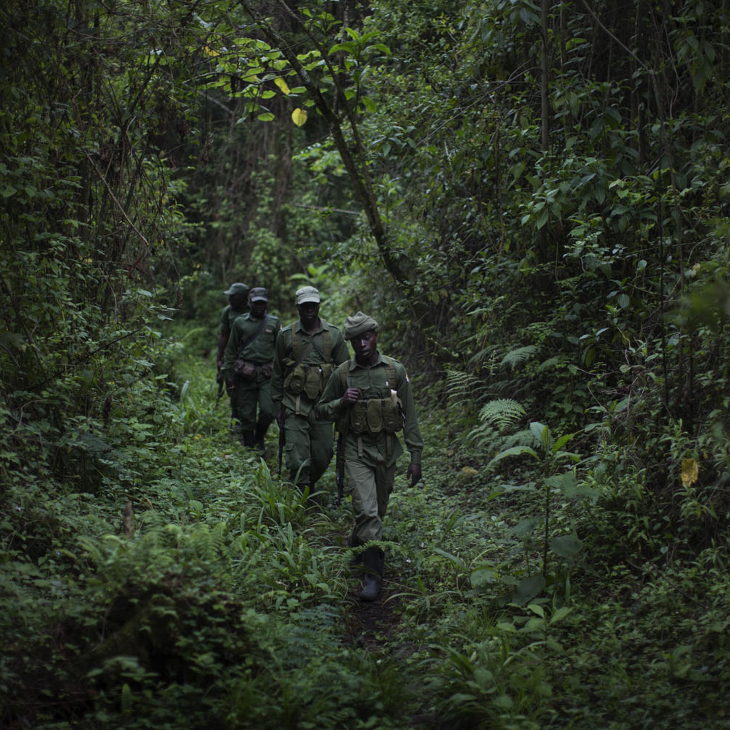 Park rangers hike down from their outpost on the Nyiragongo volcano in the Virunga National Park, where environmentalists are opposing oil drilling, in the Democratic Republic of Congo.