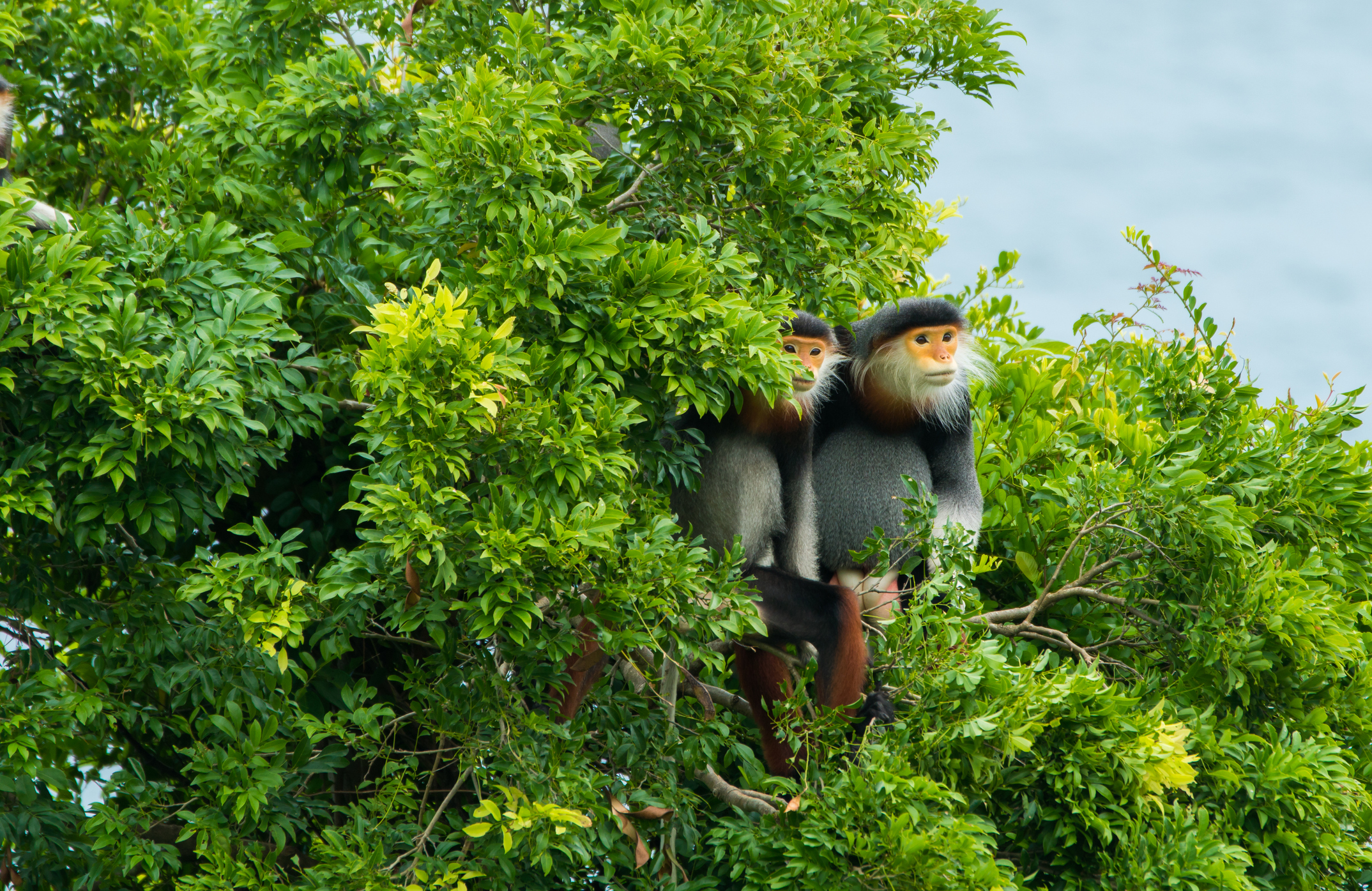 Pygathrix nemaeus “Queen of langurs” at Son Tra Peninsula, Danang, Vietnam