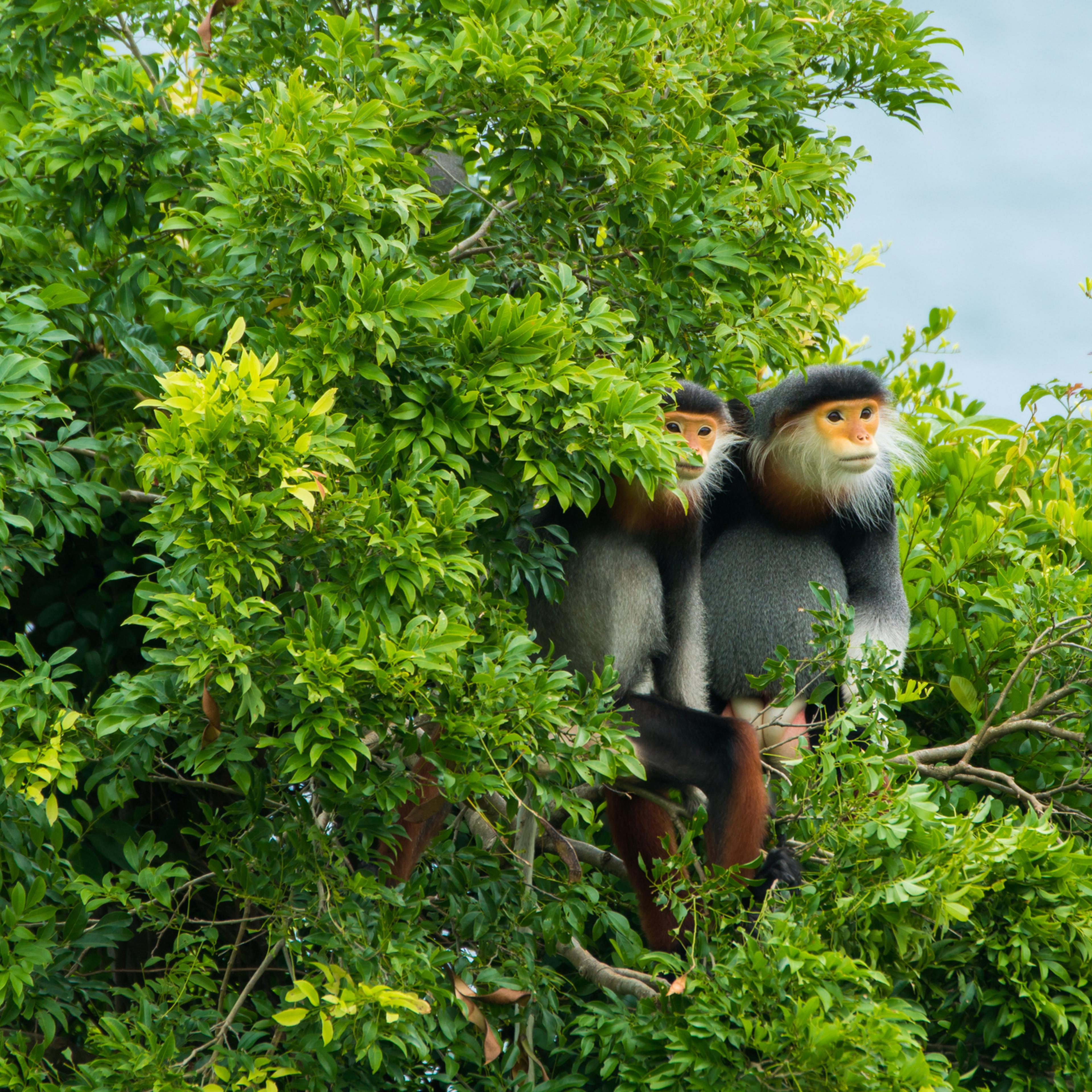 Pygathrix nemaeus “Queen of langurs” at Son Tra Peninsula, Danang, Vietnam