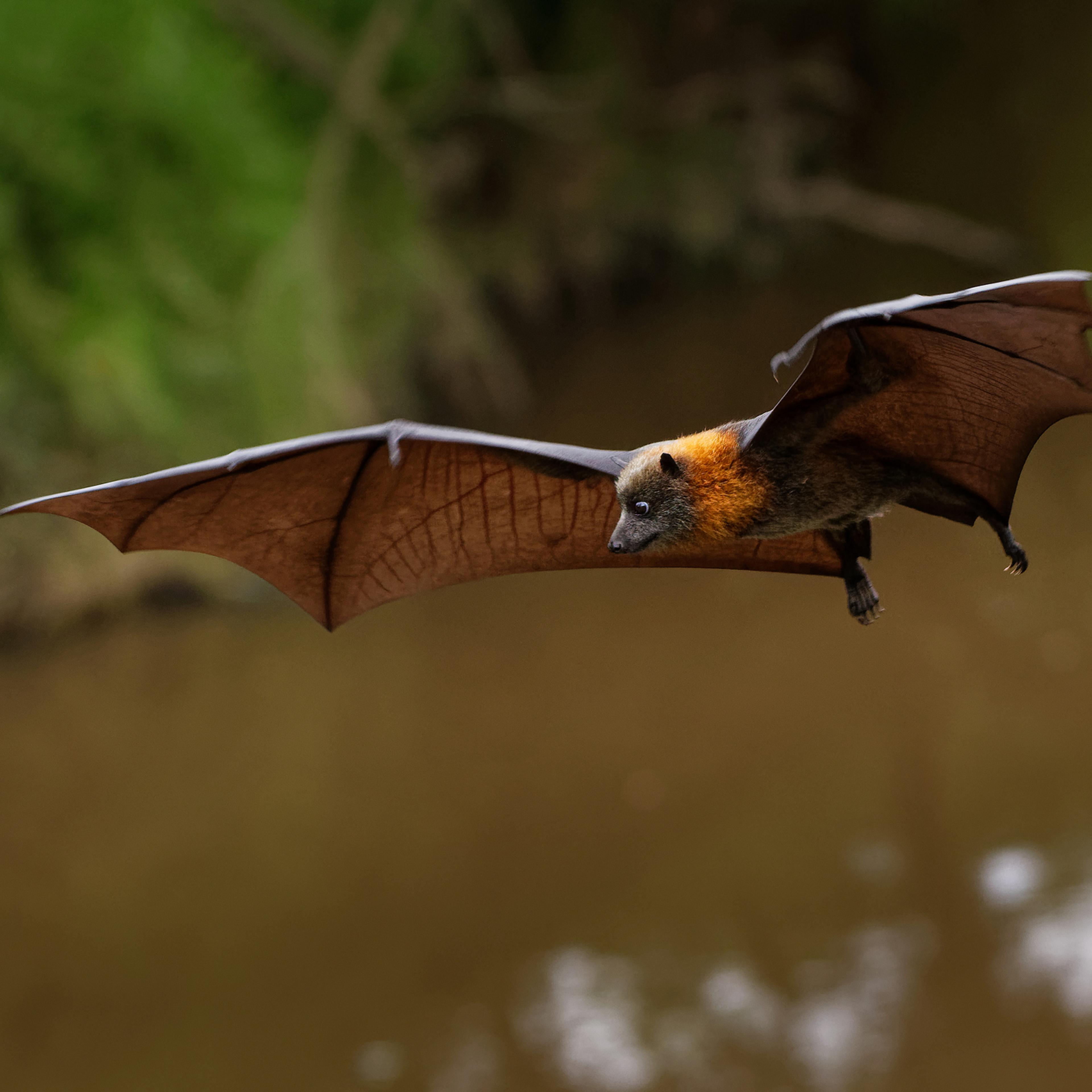 Pteropus poliocephalus - Gray-headed Flying Fox, Fruit bat from Australia hang down on the branch and fly away from day site.