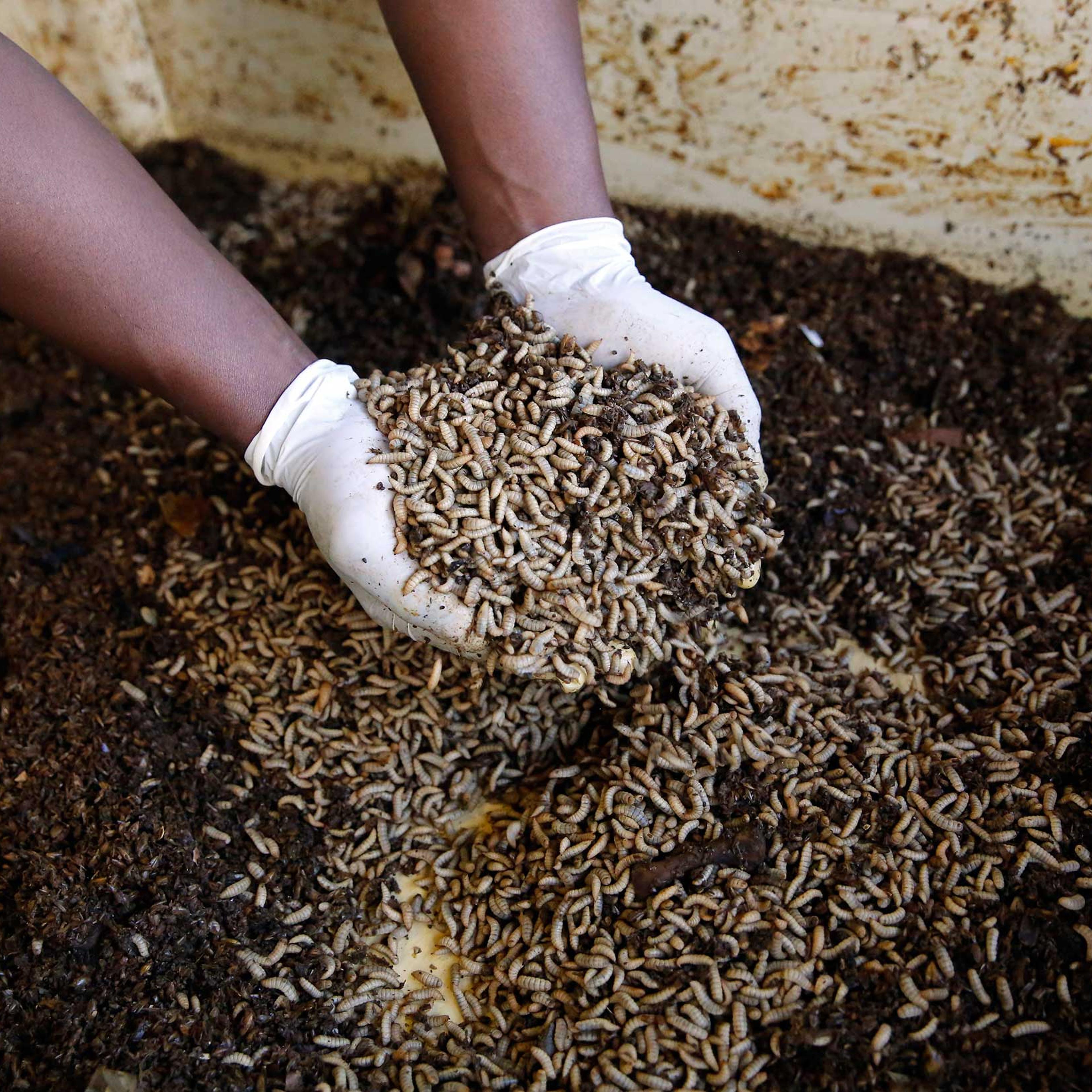 A worker holds up fly larvae waiting to be harvested at the AgriProtein project farm near Cape Town, in 2014.