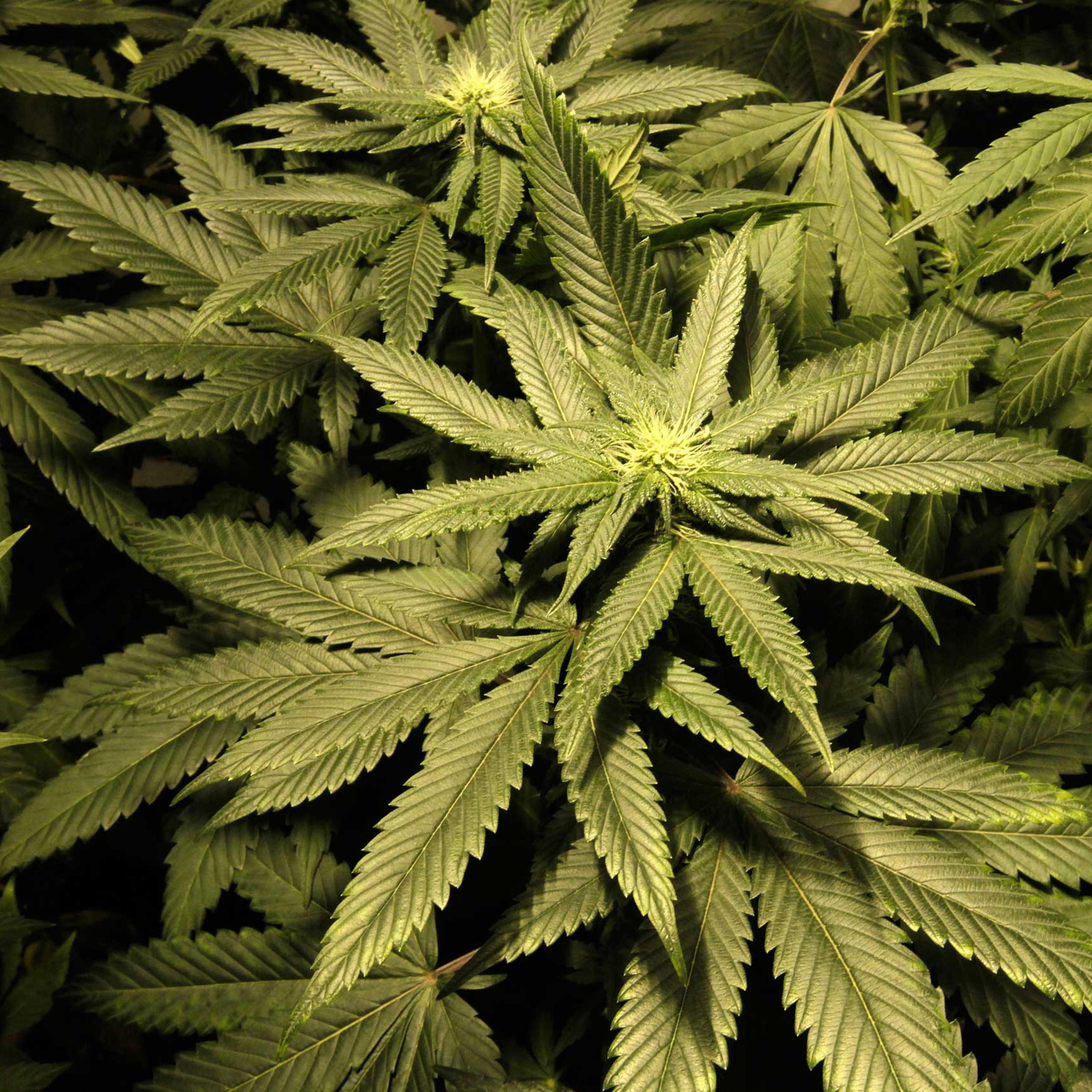 Marijuana plants are seen in an indoor cultivation in Montevideo