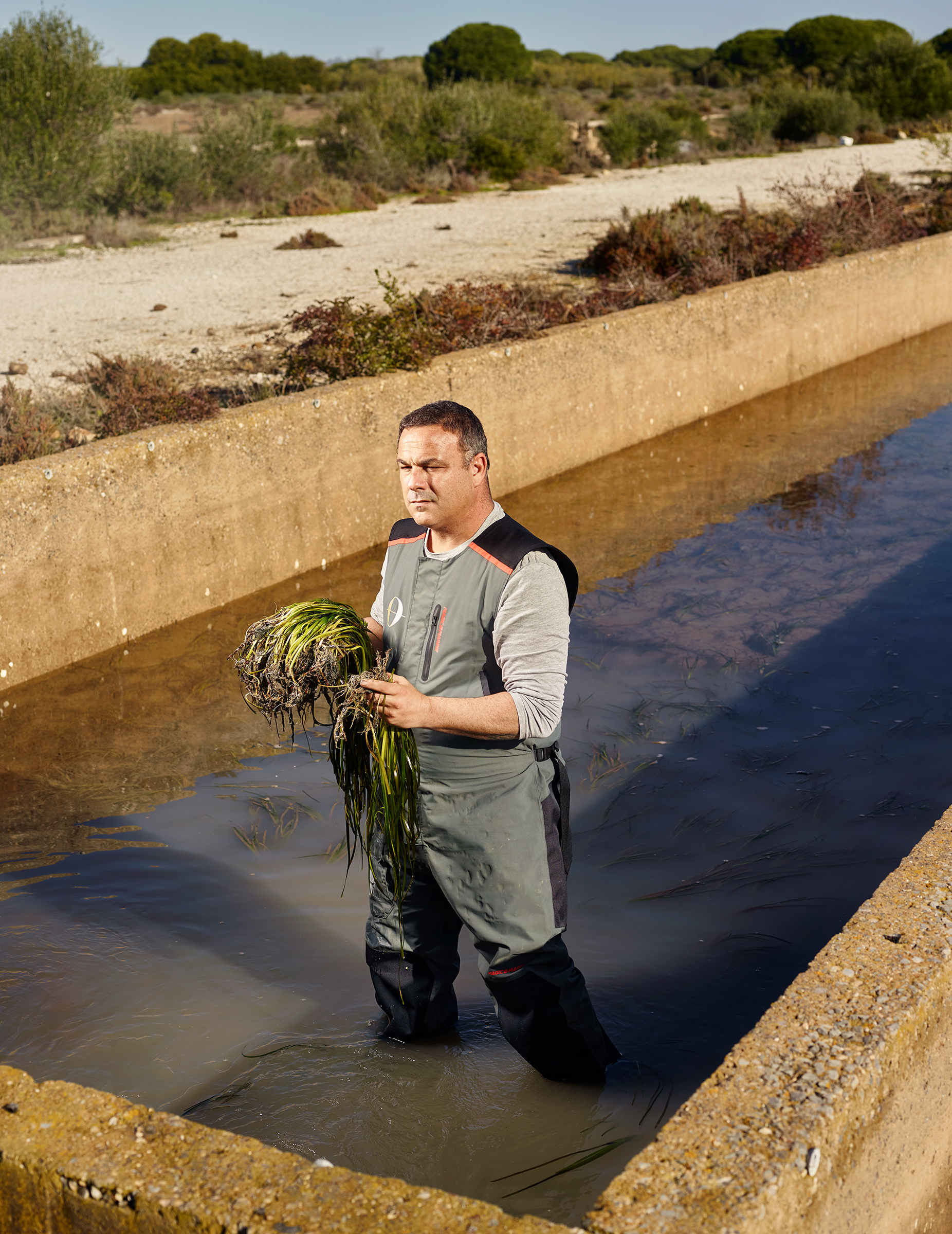 A Chef's Ambitious Quest to Harvest Rice From the Sea
