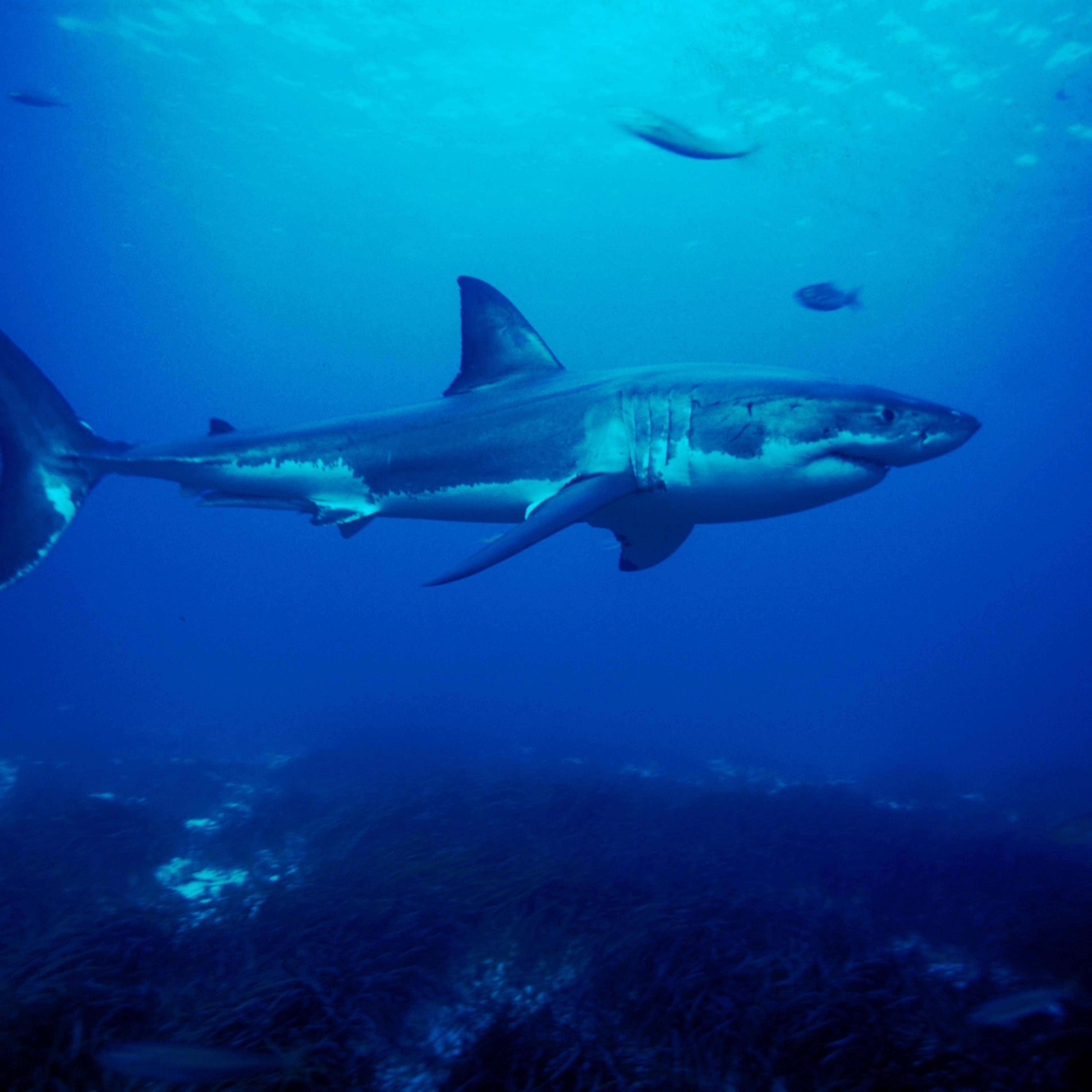 Great white shark