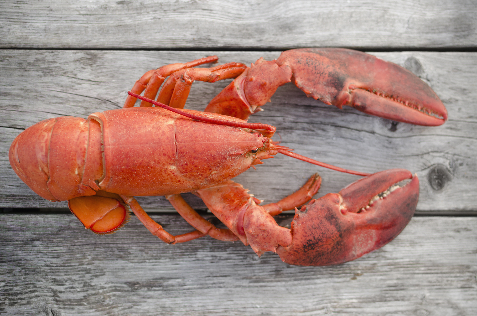 USA, Massachusetts, Plymouth, Raw lobster