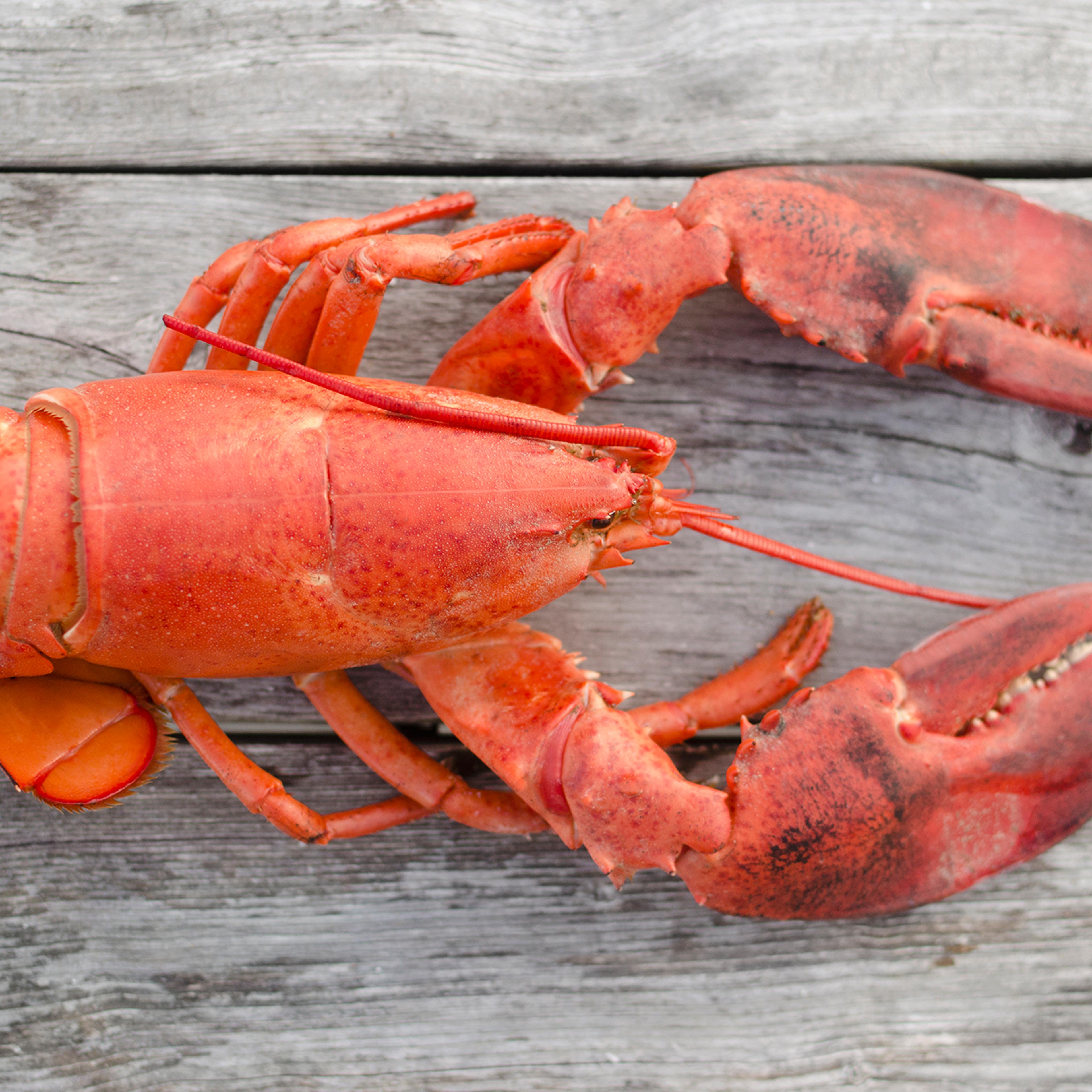 USA, Massachusetts, Plymouth, Raw lobster