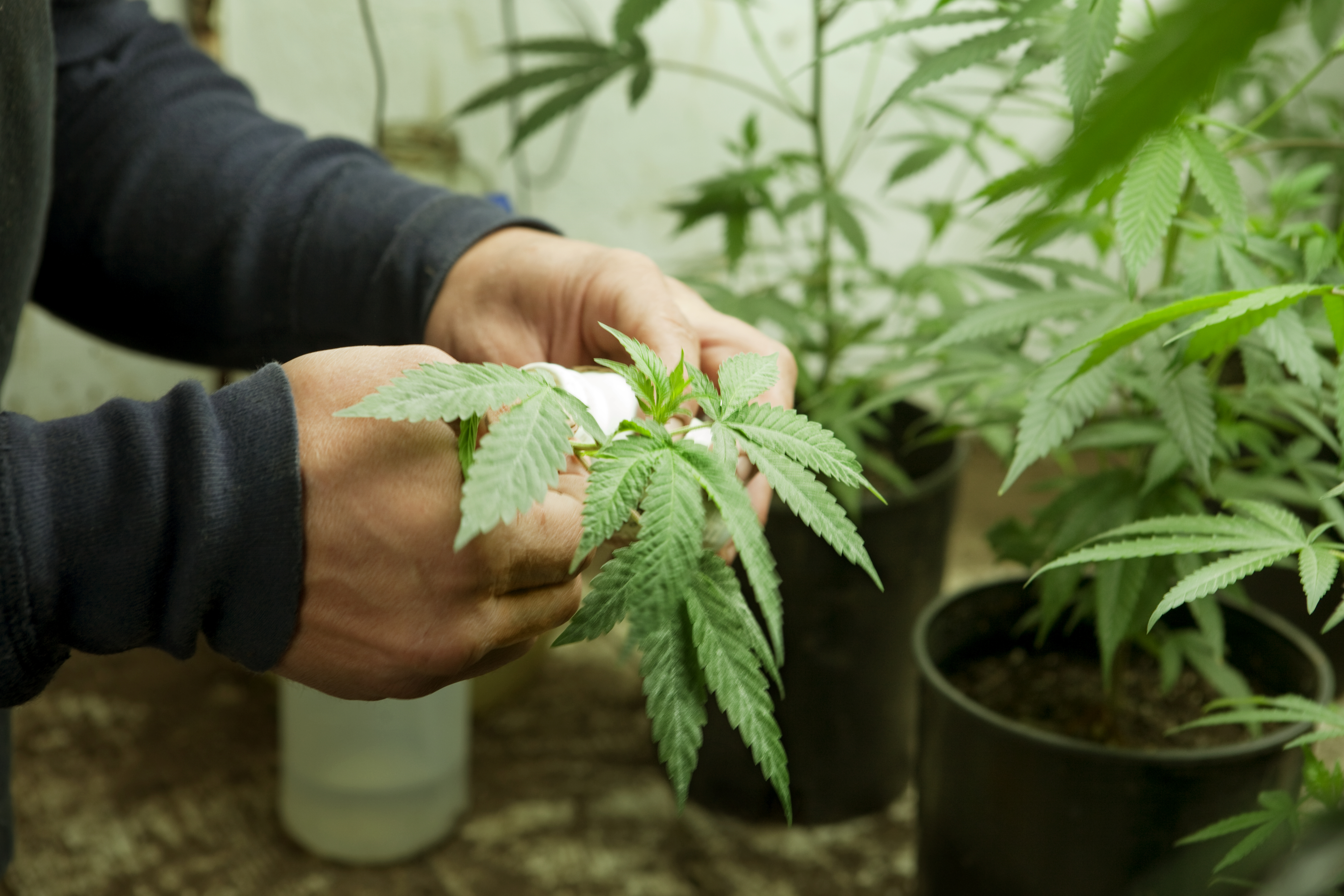 Medicinal Marijuana Supplier Caring for Plants
