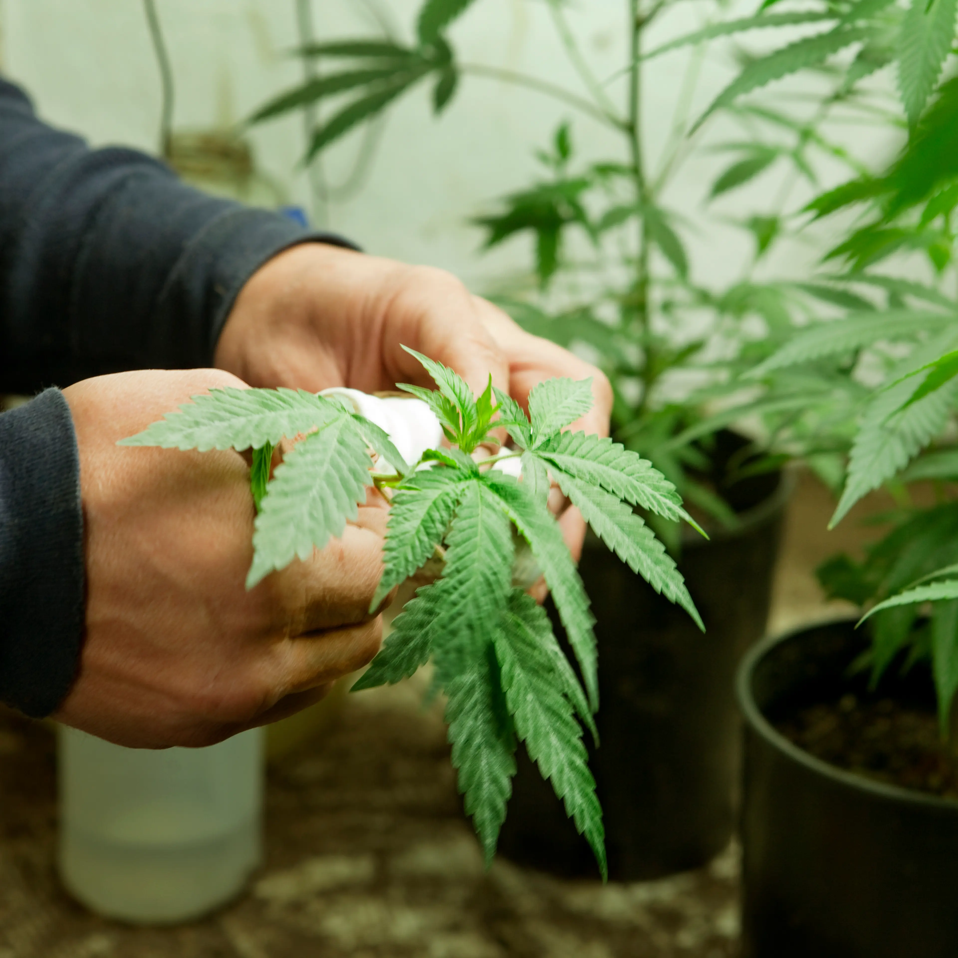 Medicinal Marijuana Supplier Caring for Plants