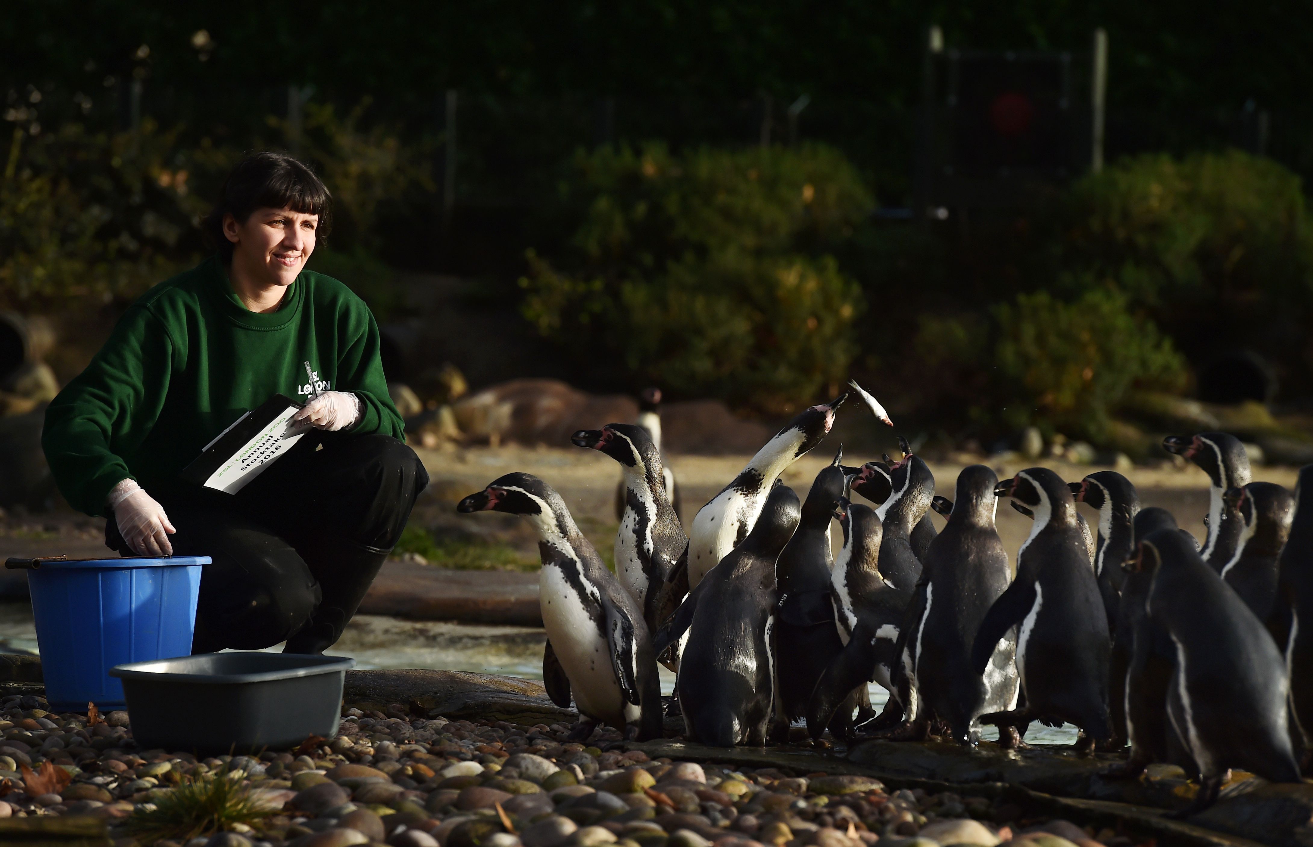 BRITAIN-OFFBEAT-ANIMALS