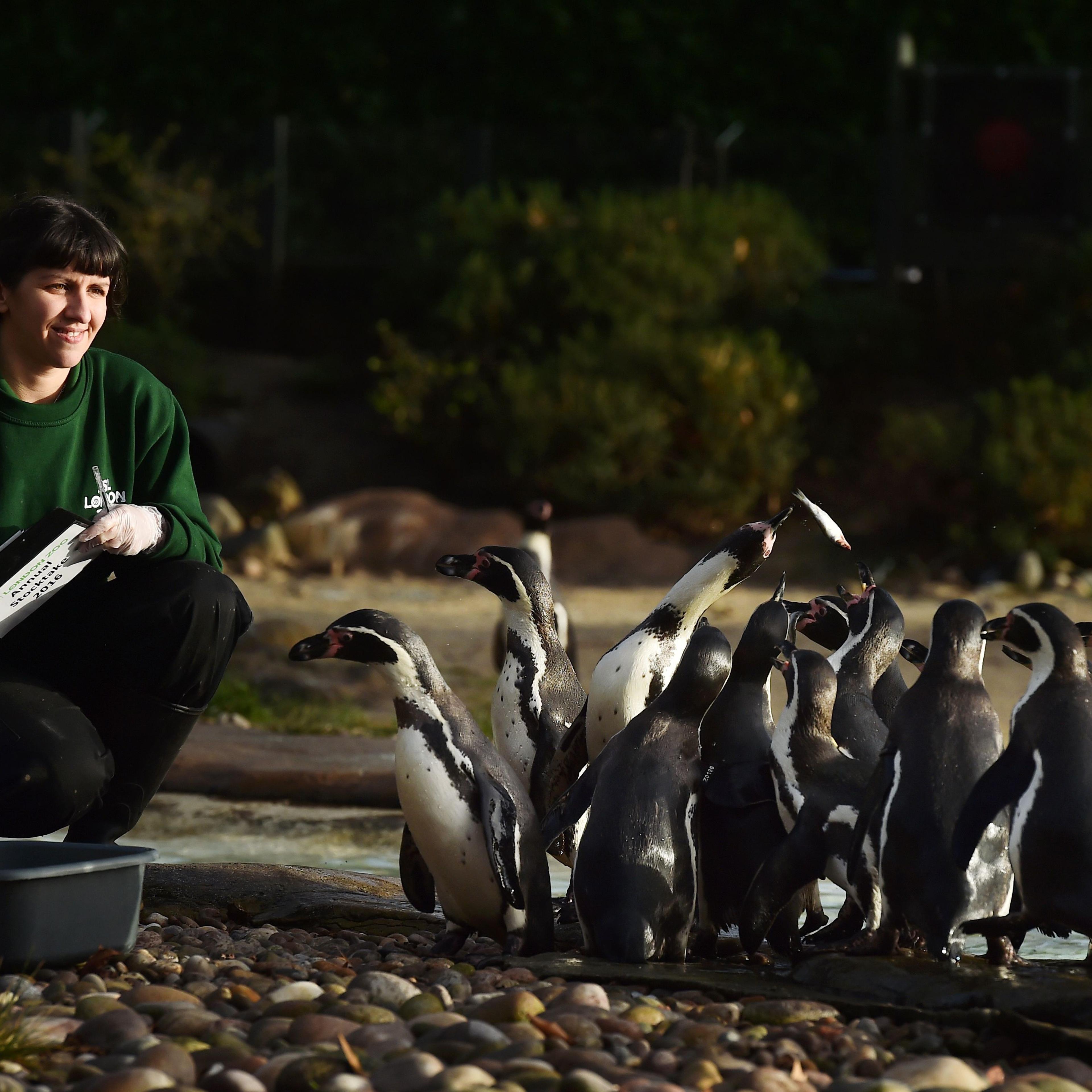 BRITAIN-OFFBEAT-ANIMALS