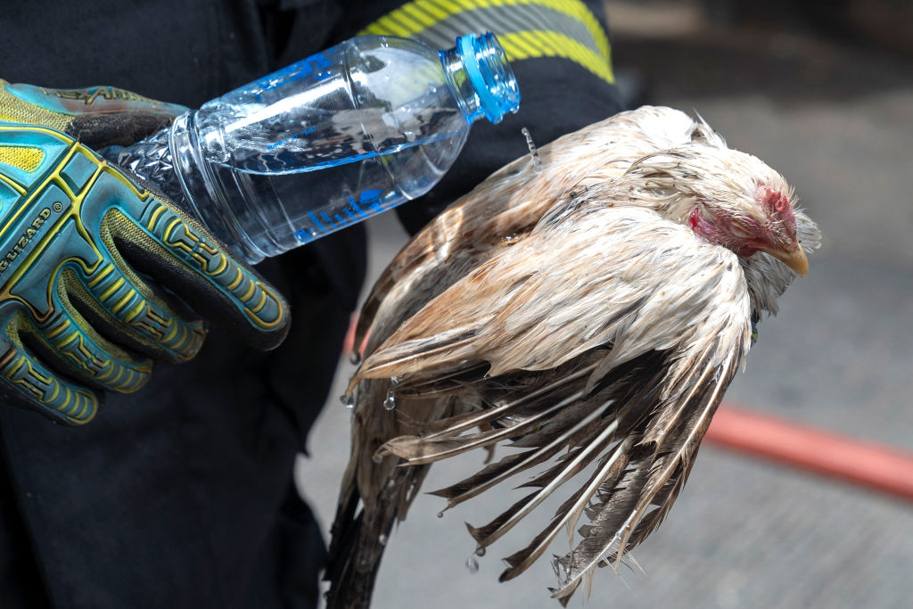 A firefighter pours water on an injured chicken following a fire at a pet market next to Chatuchak market in Bangkok.