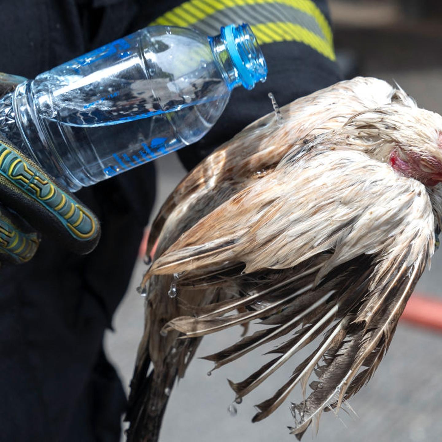 A firefighter pours water on an injured chicken following a fire at a pet market next to Chatuchak market in Bangkok.