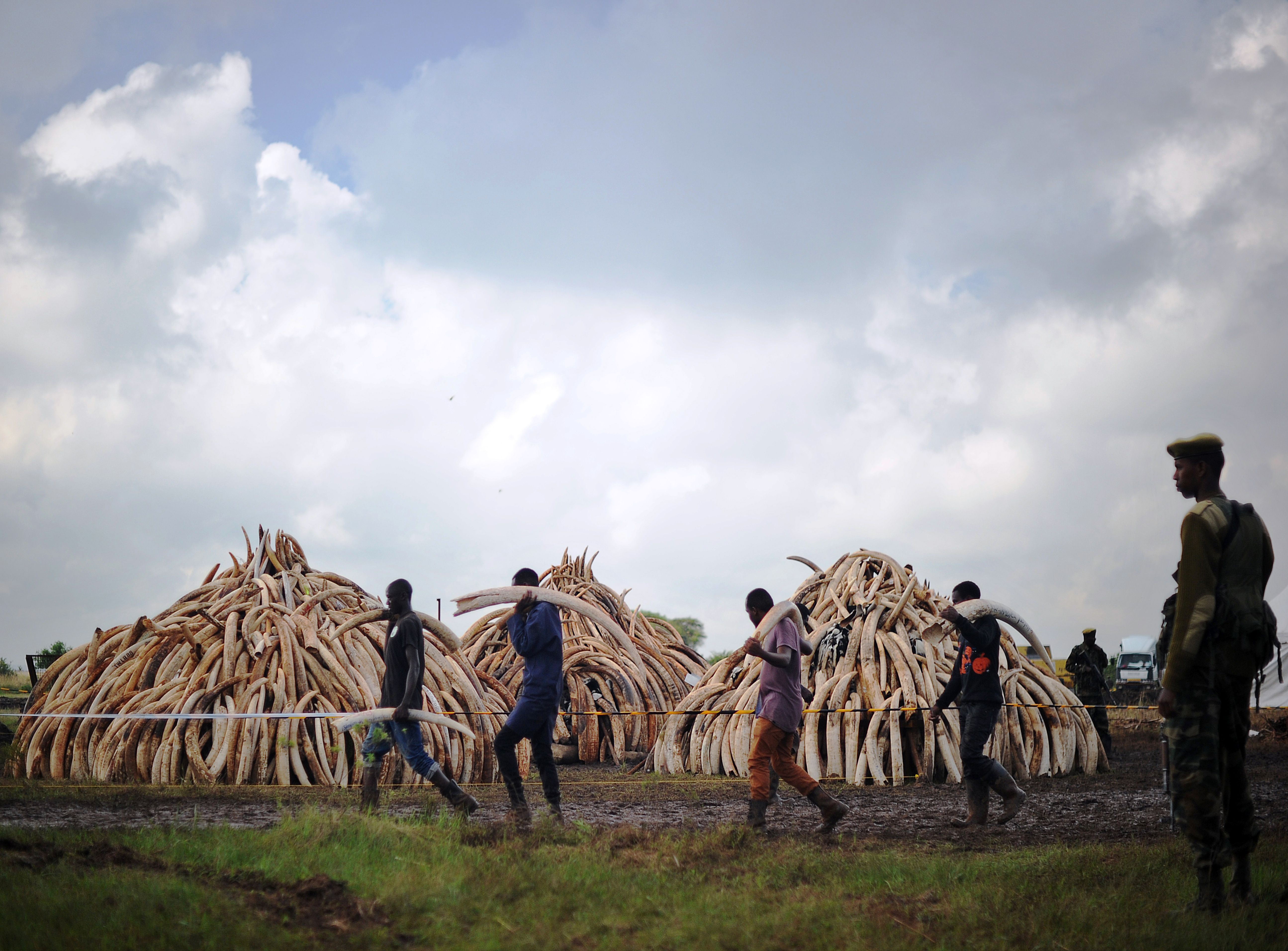 KENYA-CONSERVATION-IVORY-DESTRUCTION