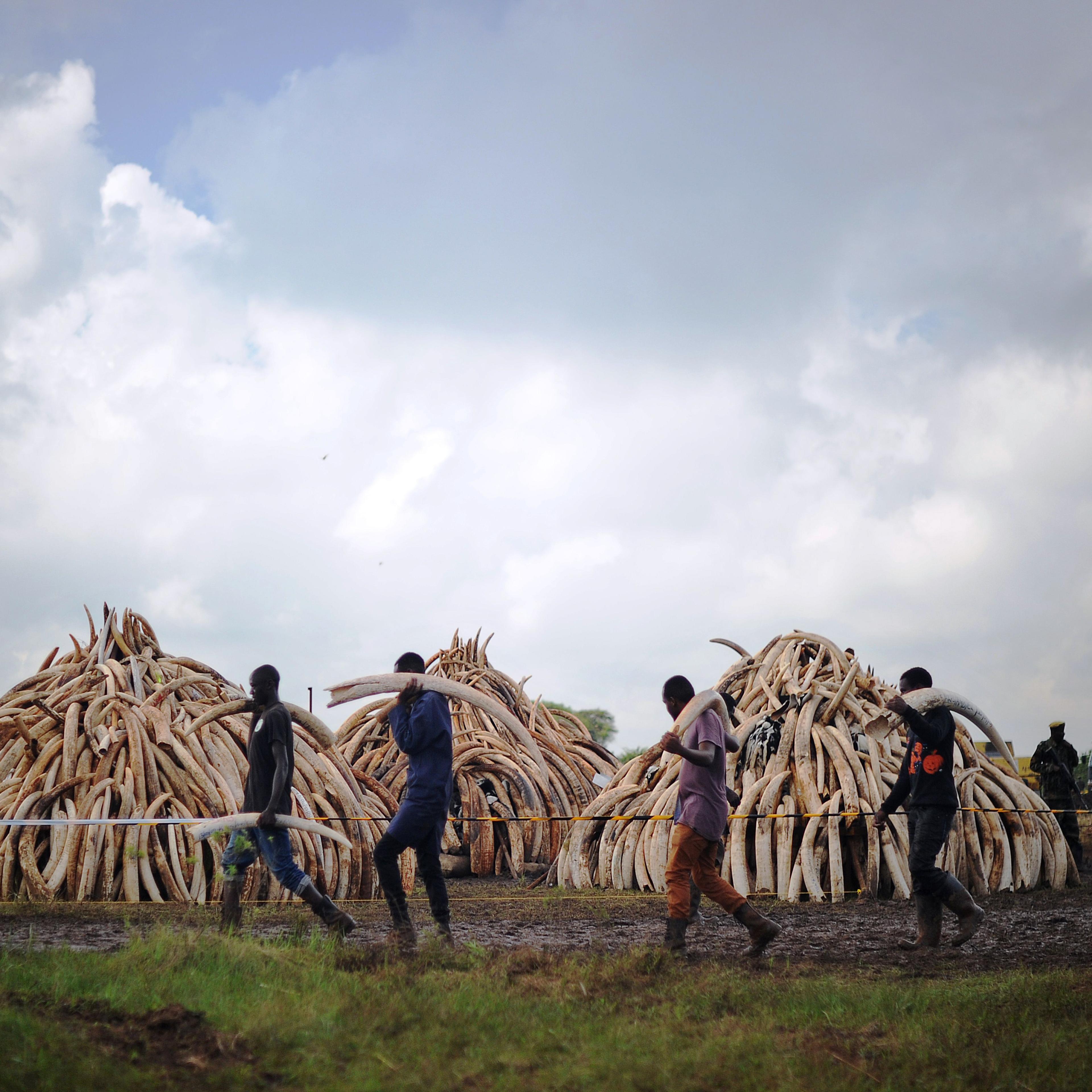 KENYA-CONSERVATION-IVORY-DESTRUCTION