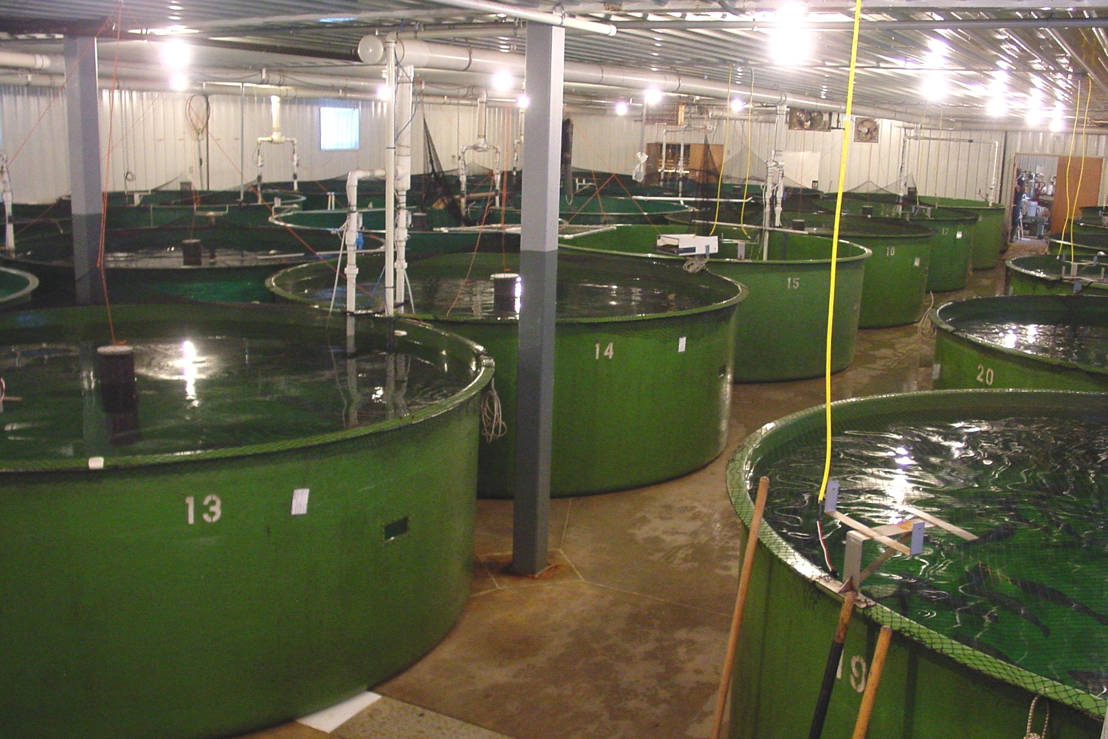 GM Salmon Gets Go Ahead For Human Consumption