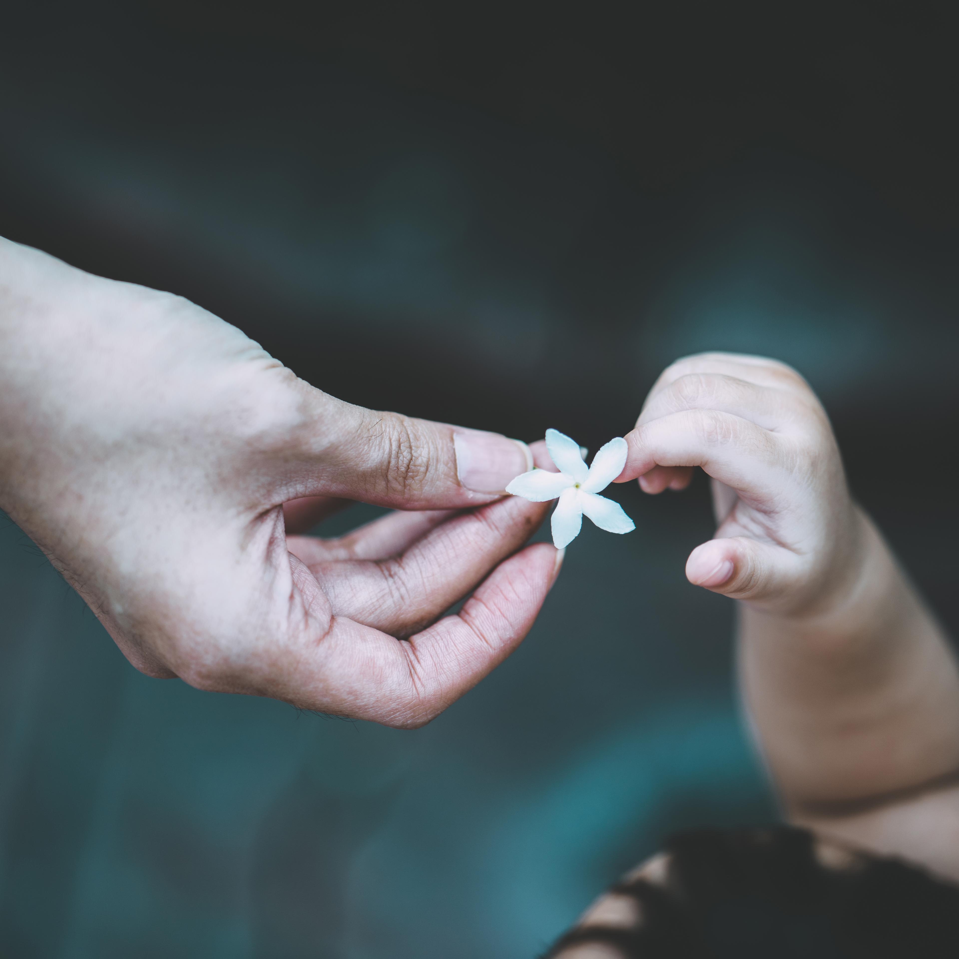 Close-Up Of Hand Holding Flower