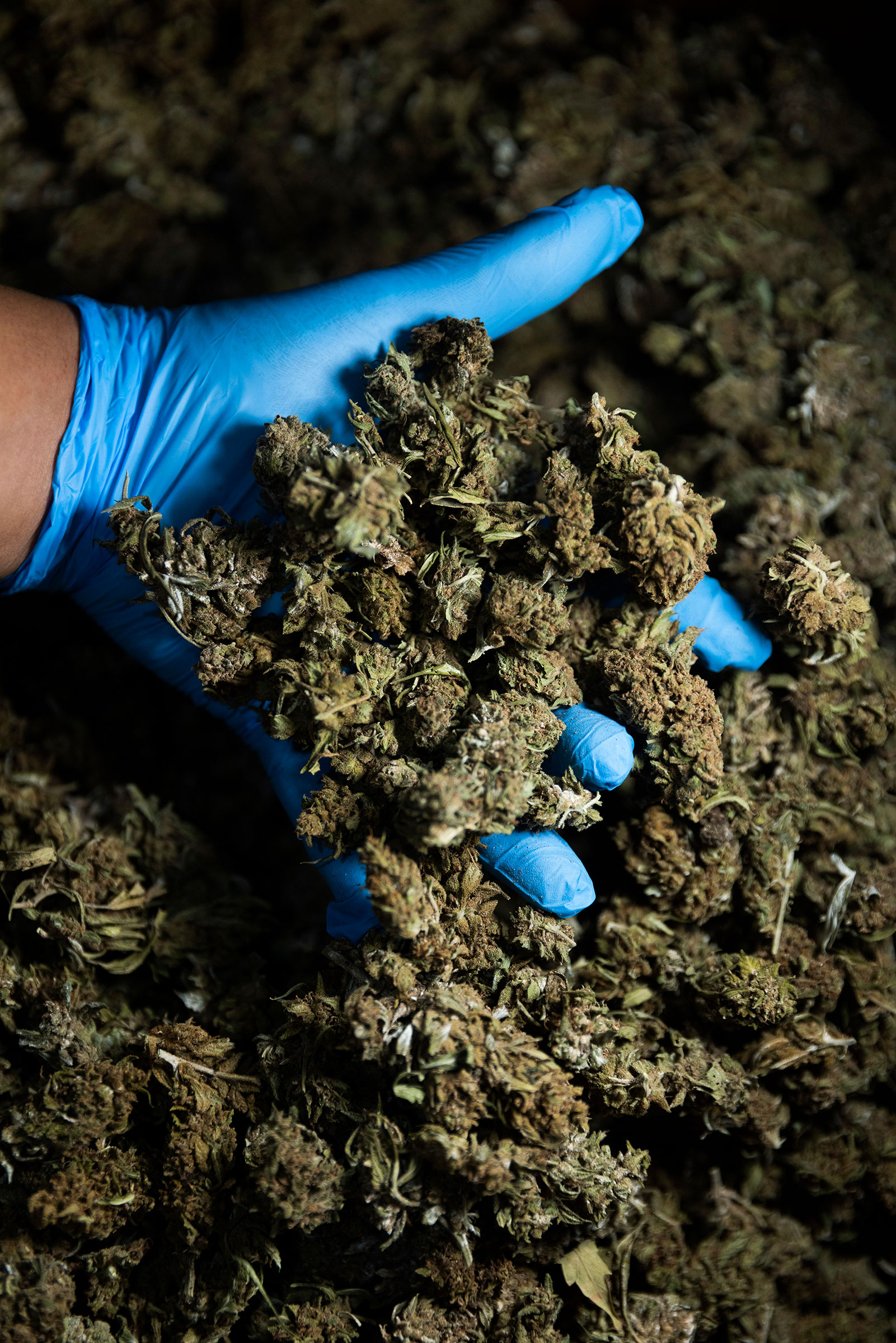 Thailand Navigates a Messy Transition to Legalizing Weed