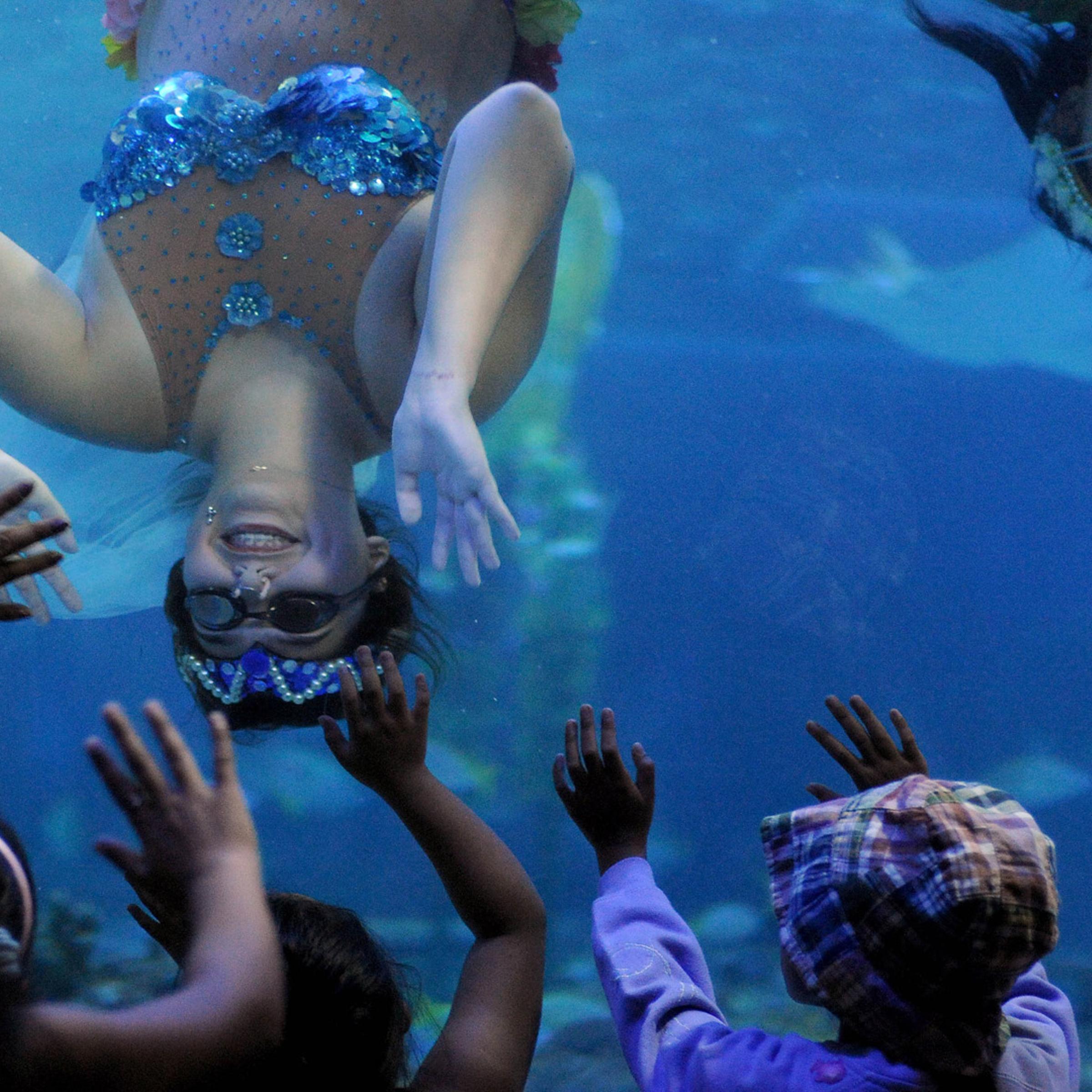 Divers in mermaid costumes perform during the Flores de Mayo or 'Flowers of May' festival at the Ocean Park Oceanarium in Manila on May 23, 2014.