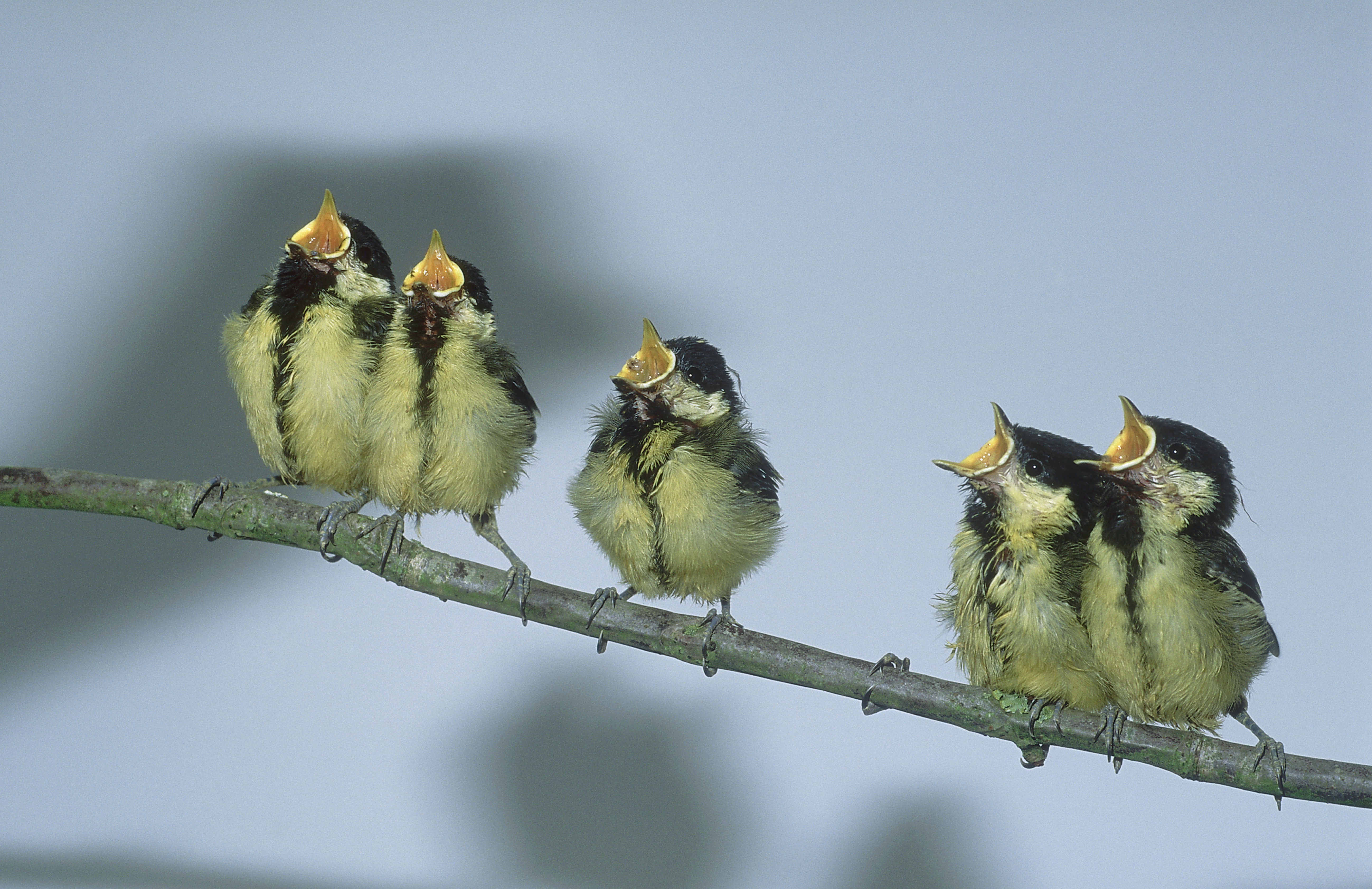 Great Tit, Parus major, young