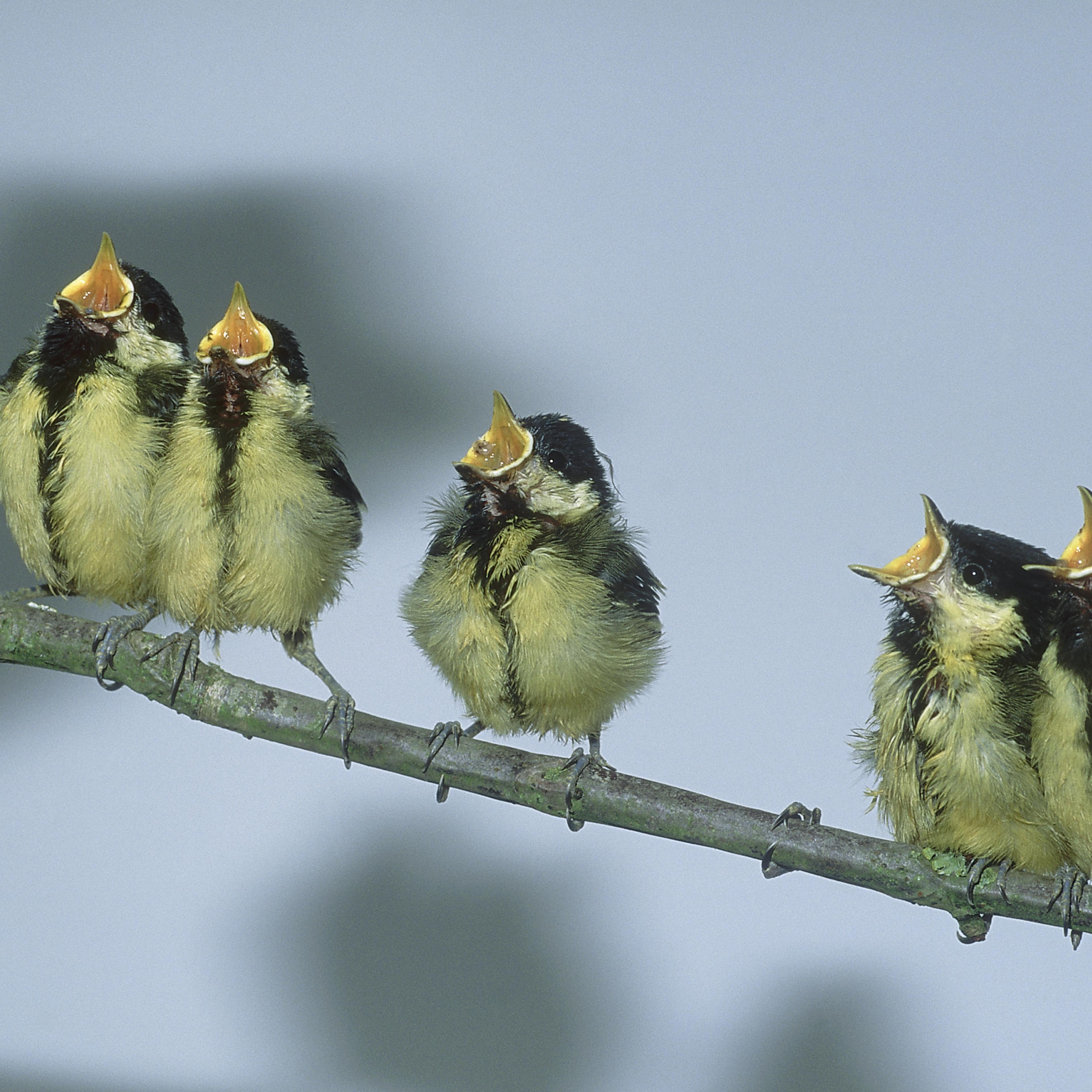 Great Tit, Parus major, young