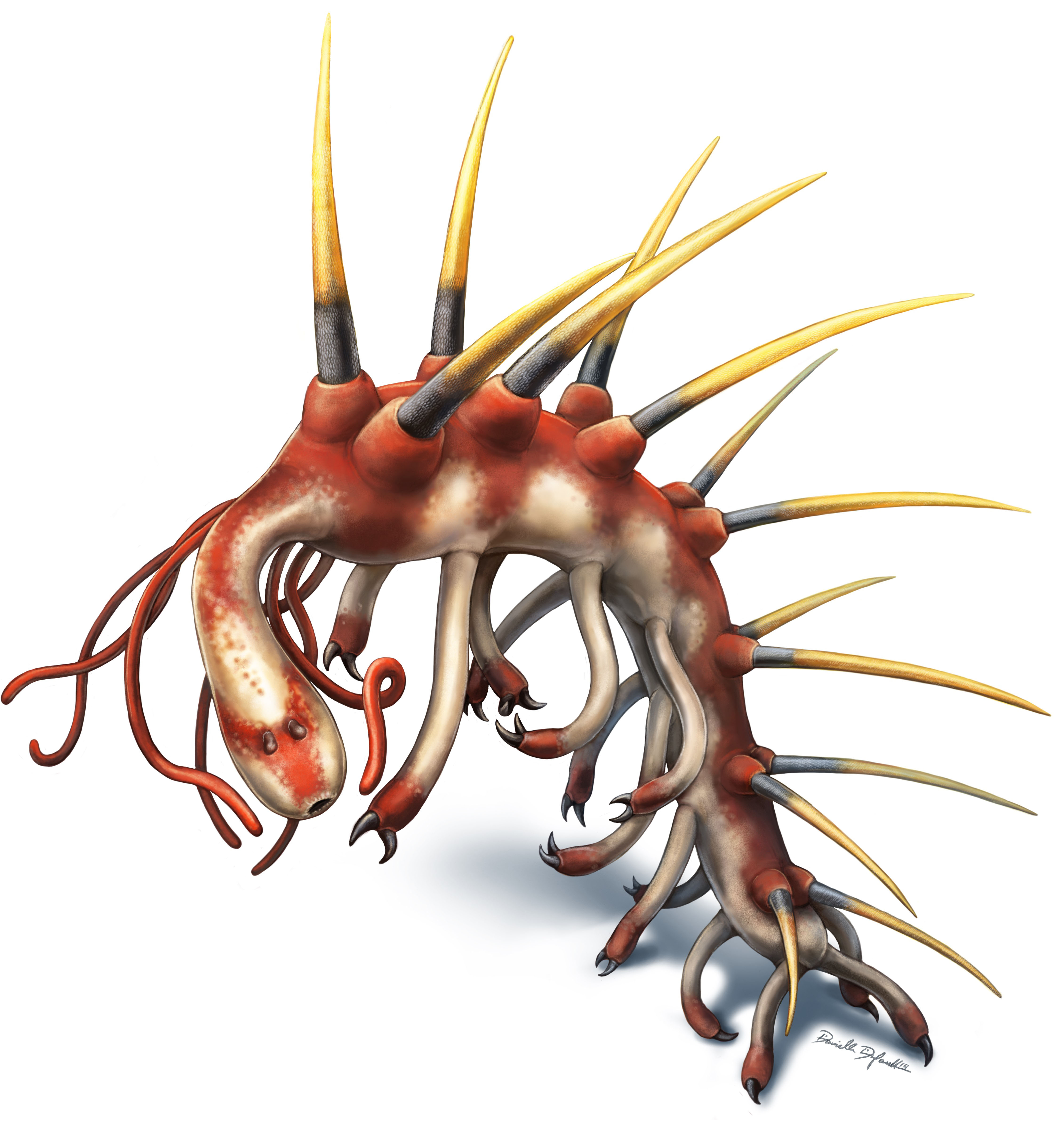 Hallucigenia sparsa worm