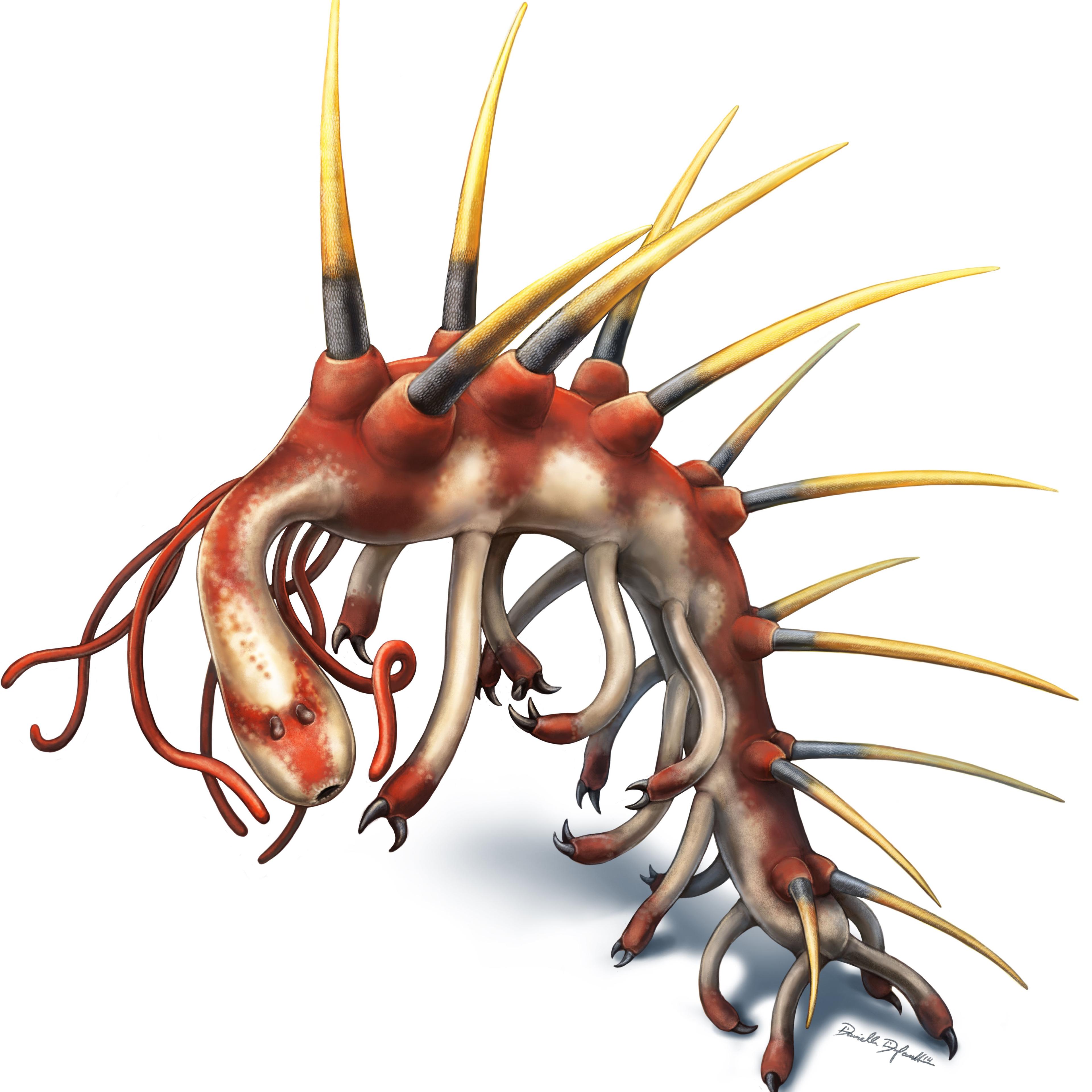 Hallucigenia sparsa worm