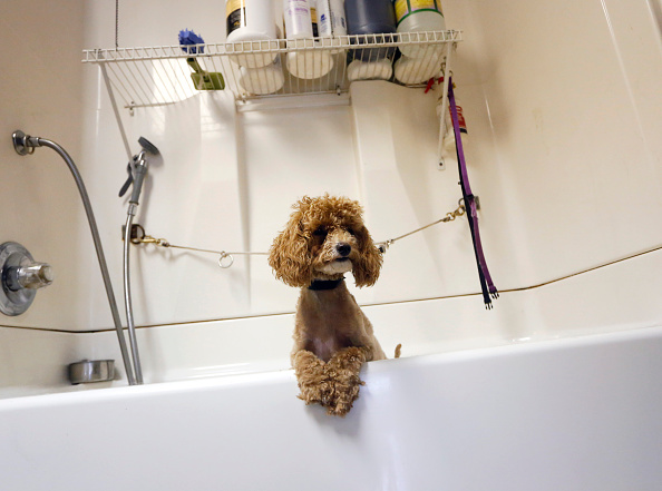 A miniature poodle waits for her bath