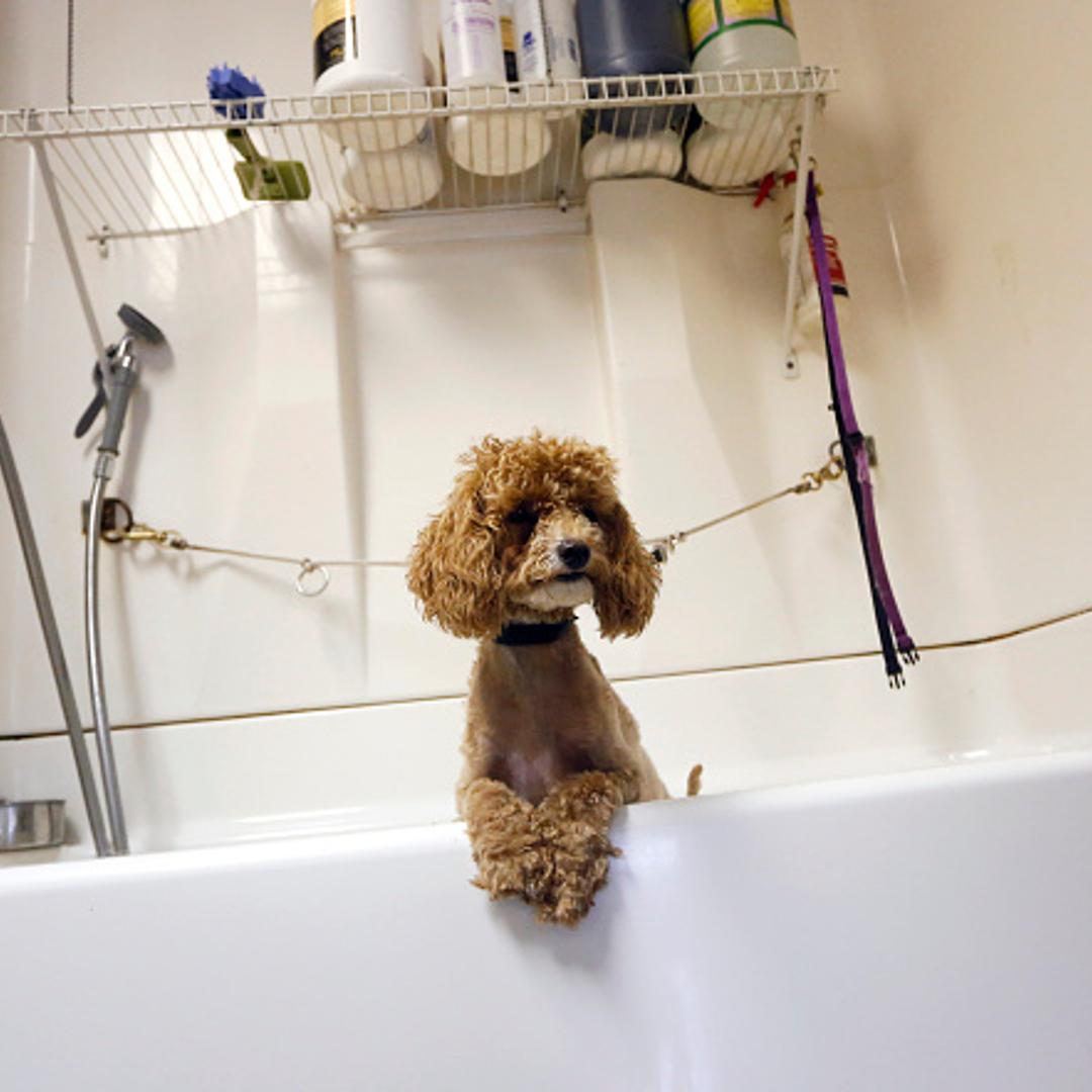 A miniature poodle waits for her bath