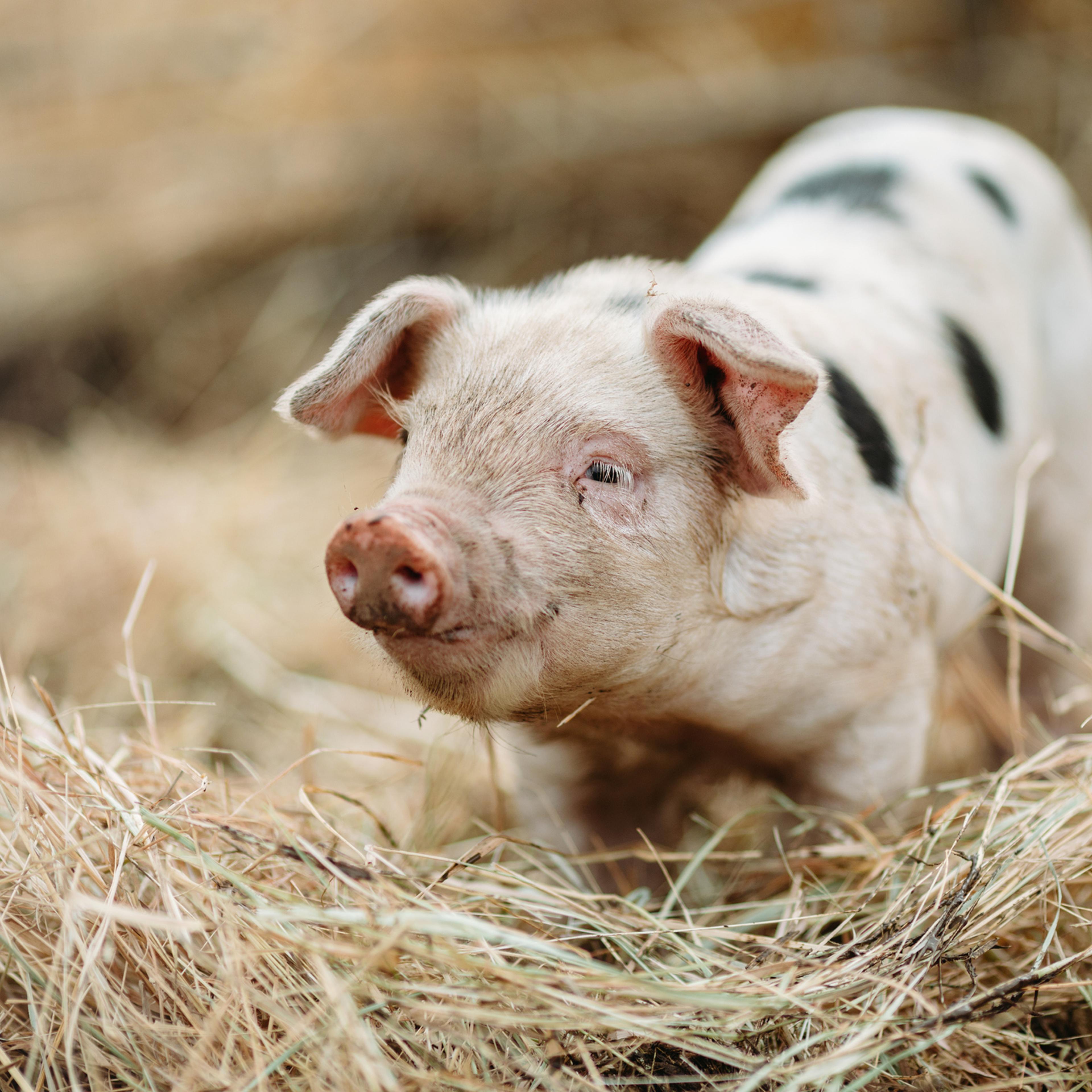 Cute Baby Pig Close Up At Organic Farm