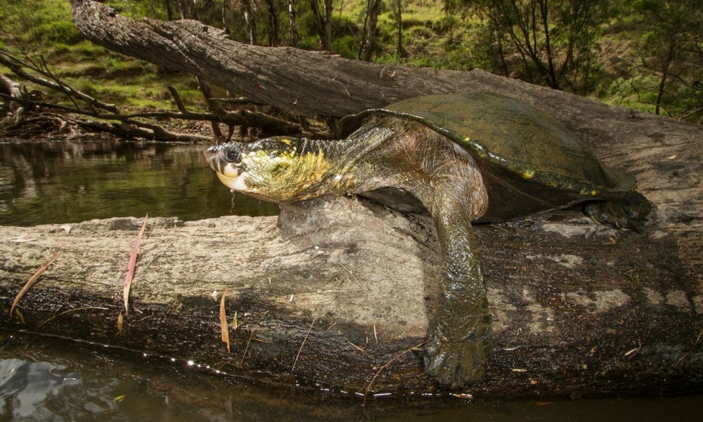 The White-throated snapping turtle