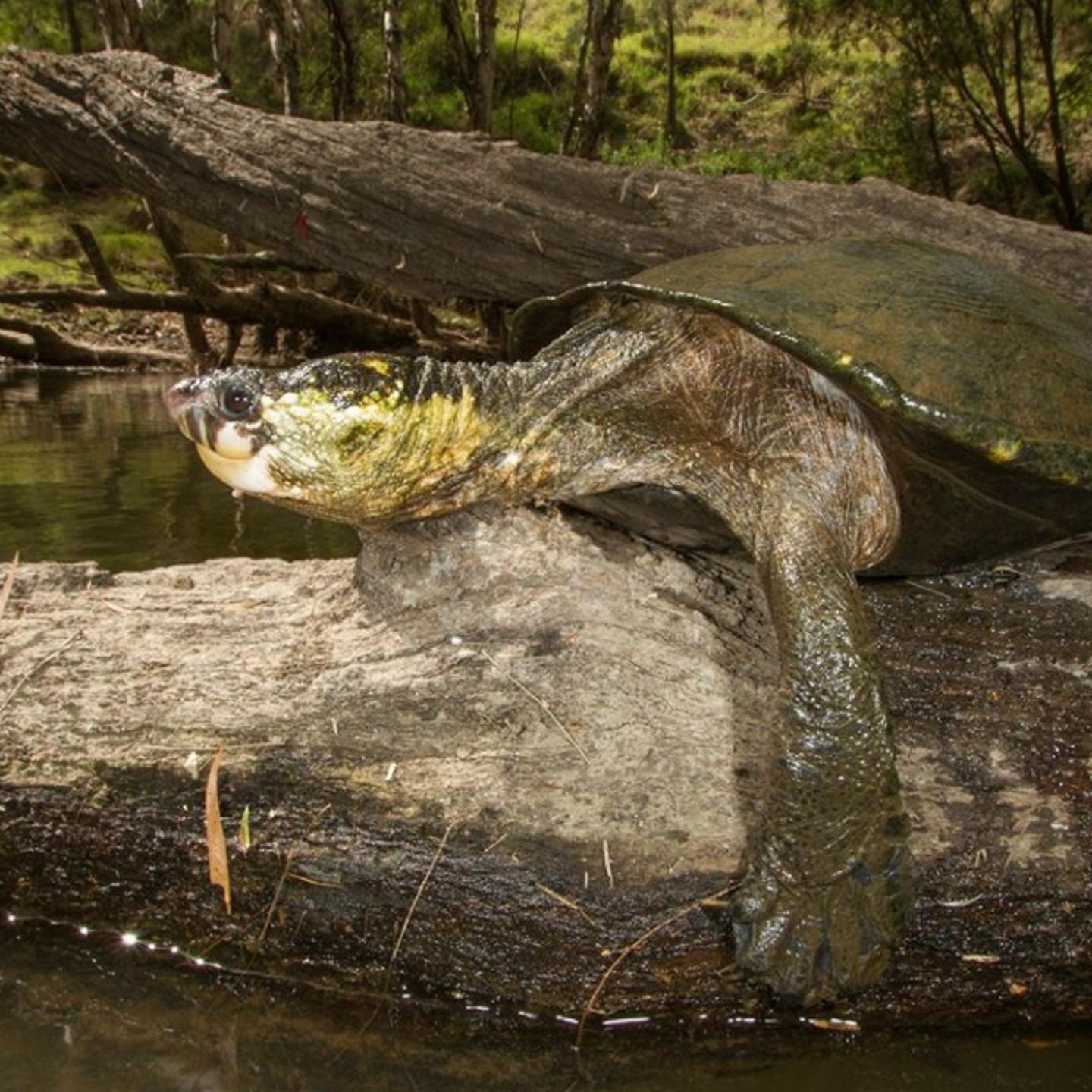 The White-throated snapping turtle