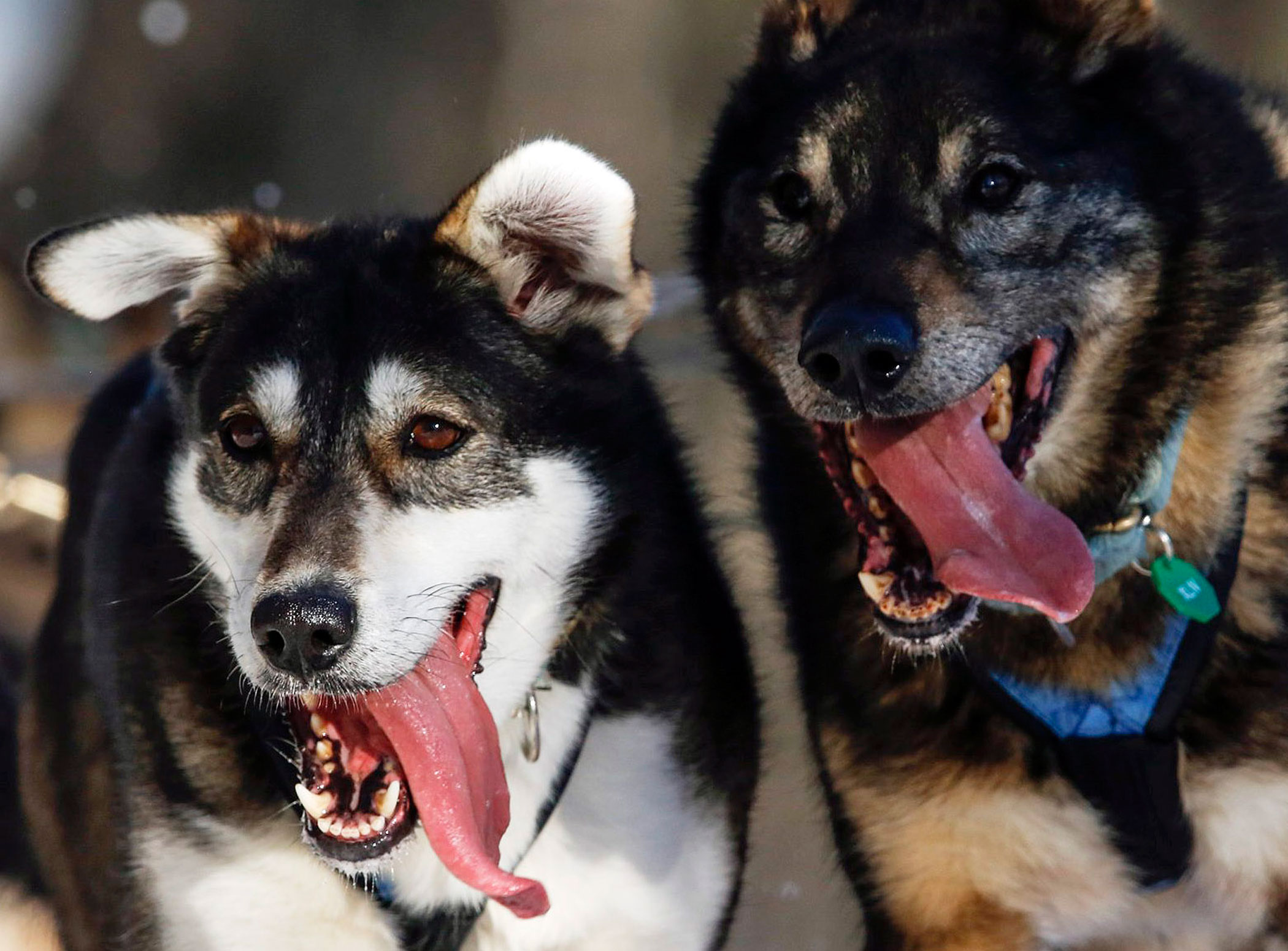 2016 Iditarod Trail Sled Dog Race: See the Best Photos