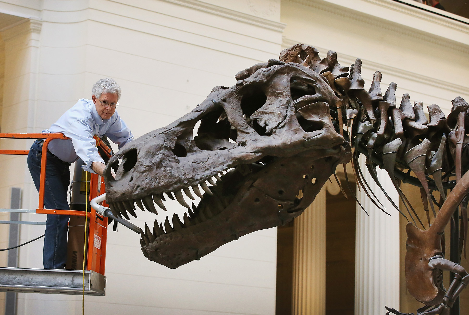 Chicago's Field Museum Cleans Its Preserved T. Rex "Sue"